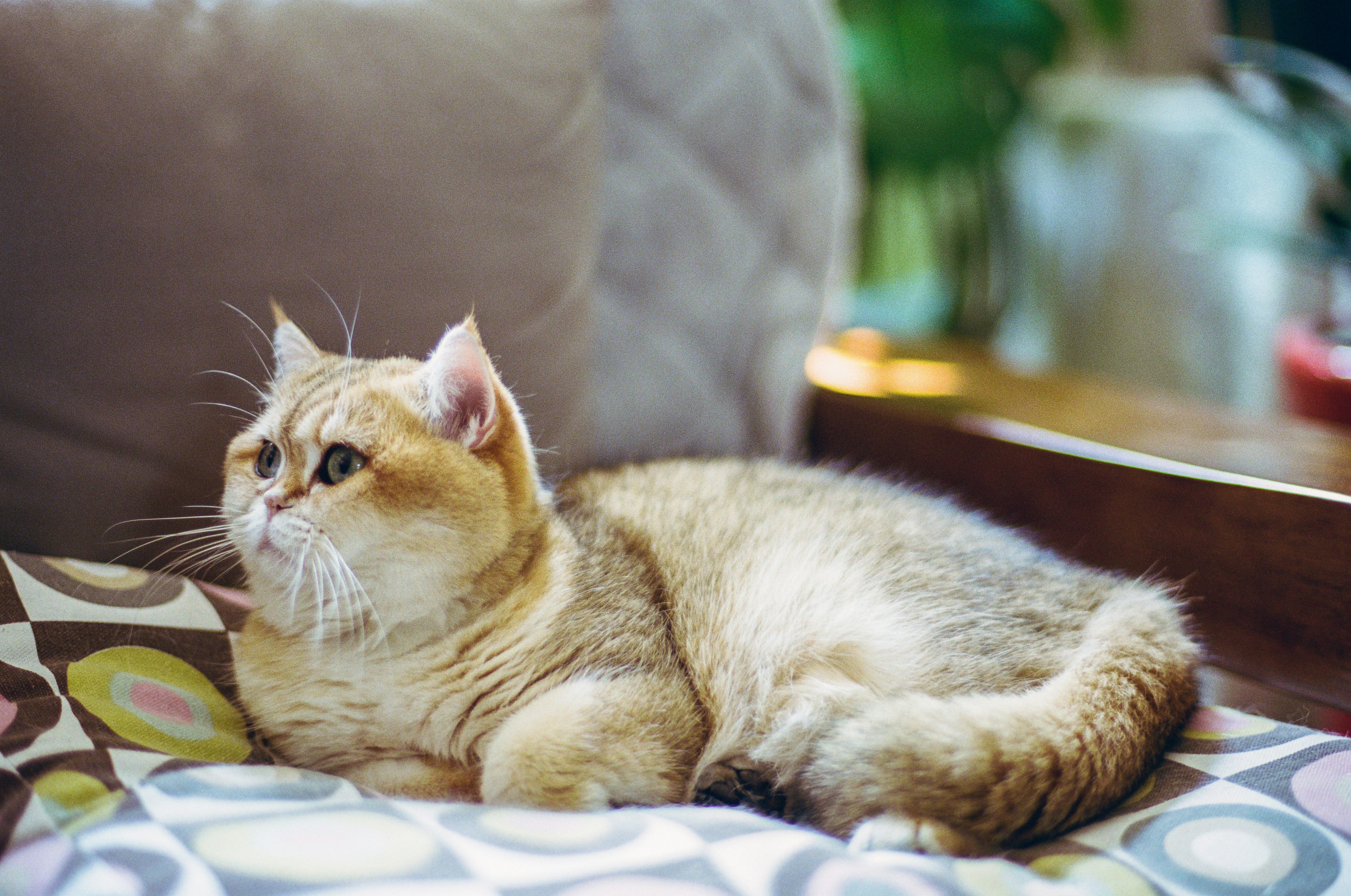 Photo by zhenyao_photo