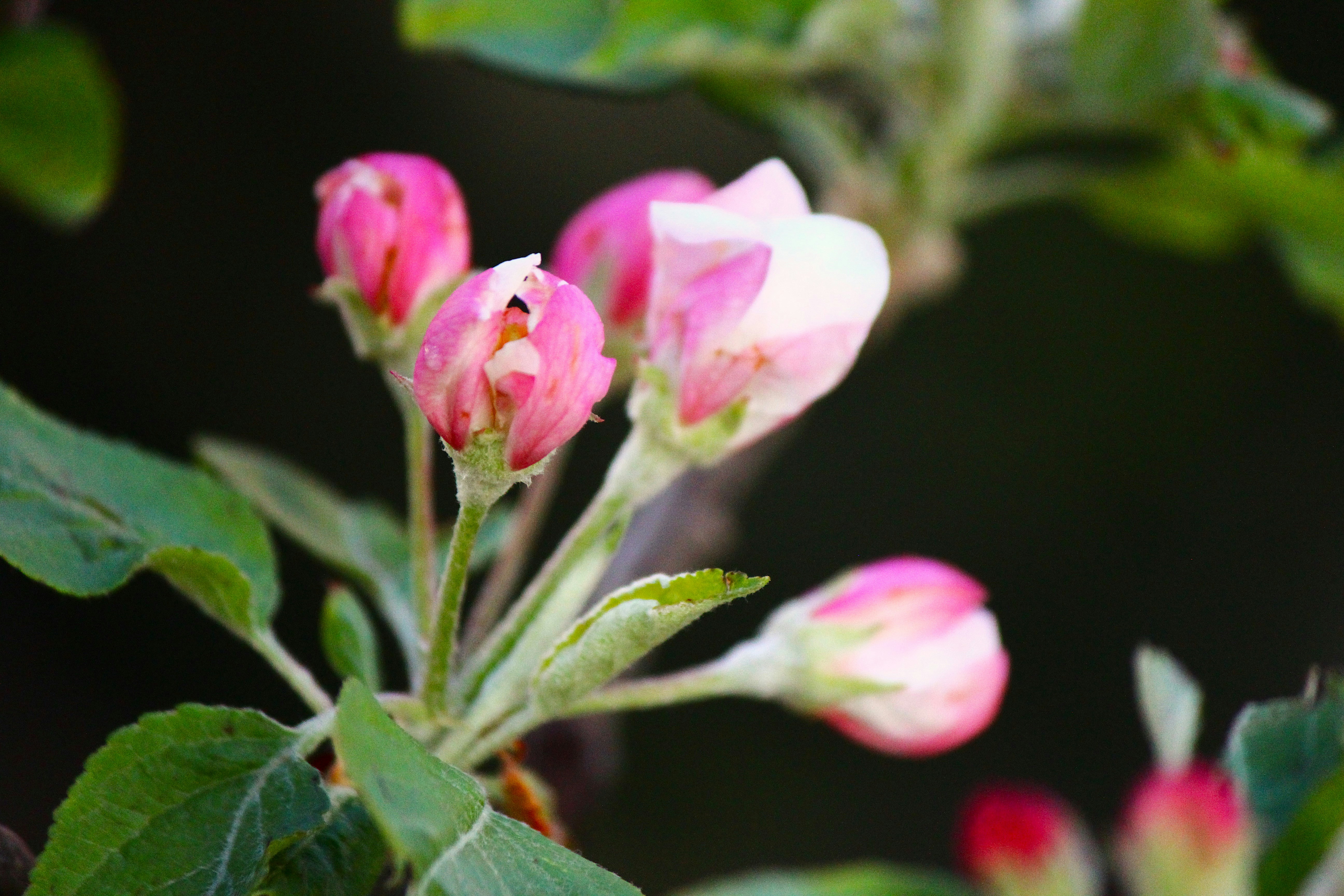 Pink and white buds are about to blossom.