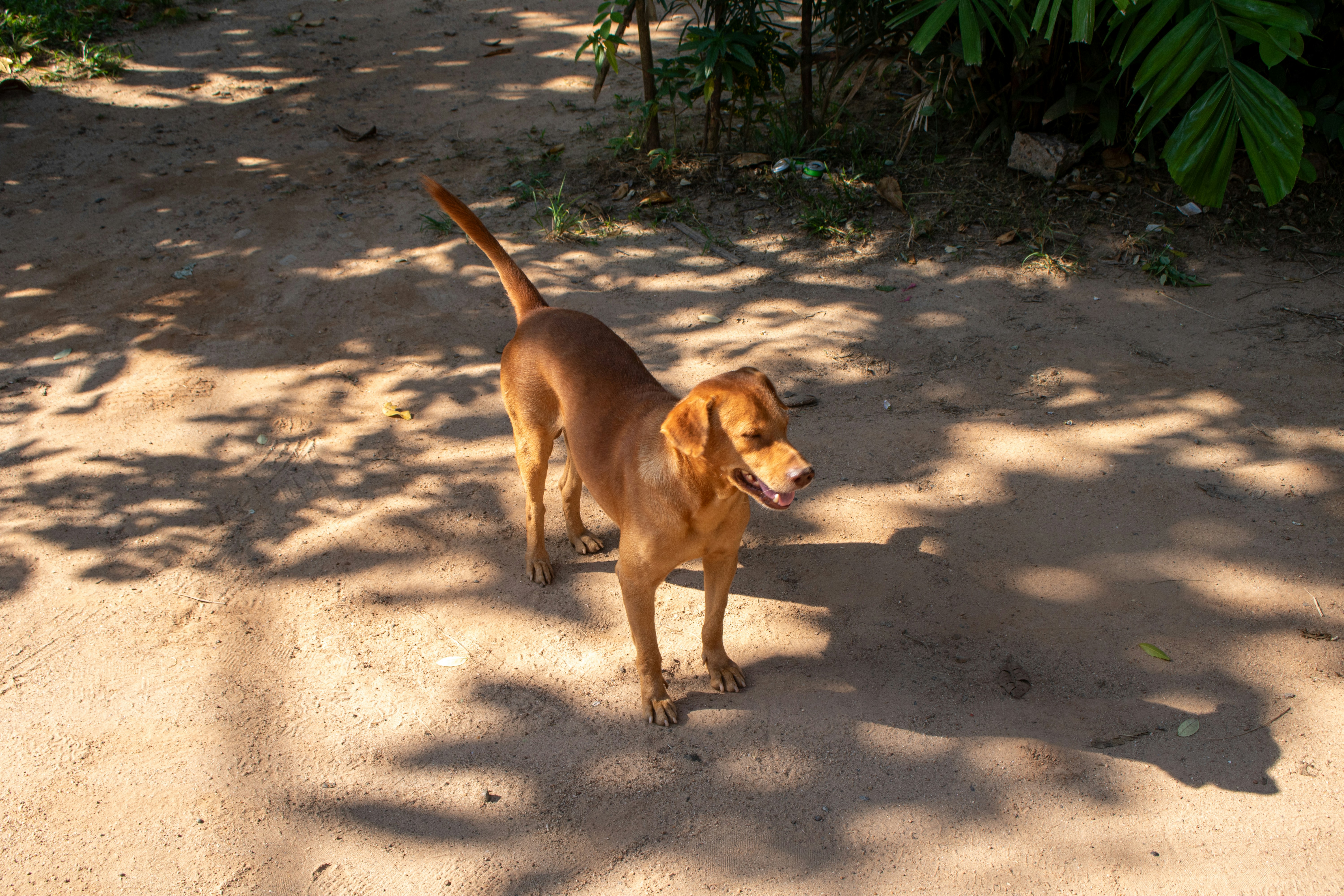 Spinal Health and Pain Indicators