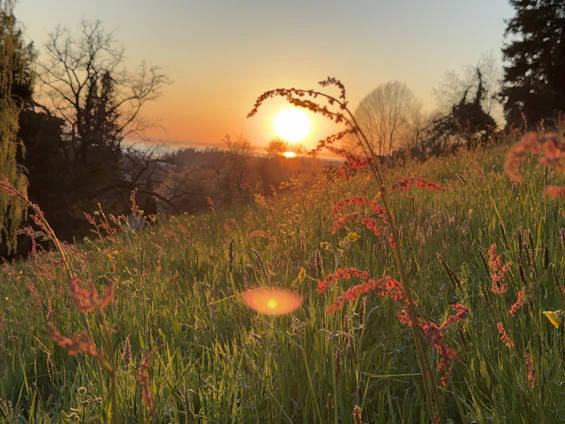 Sunset casts a warm glow over a meadow.