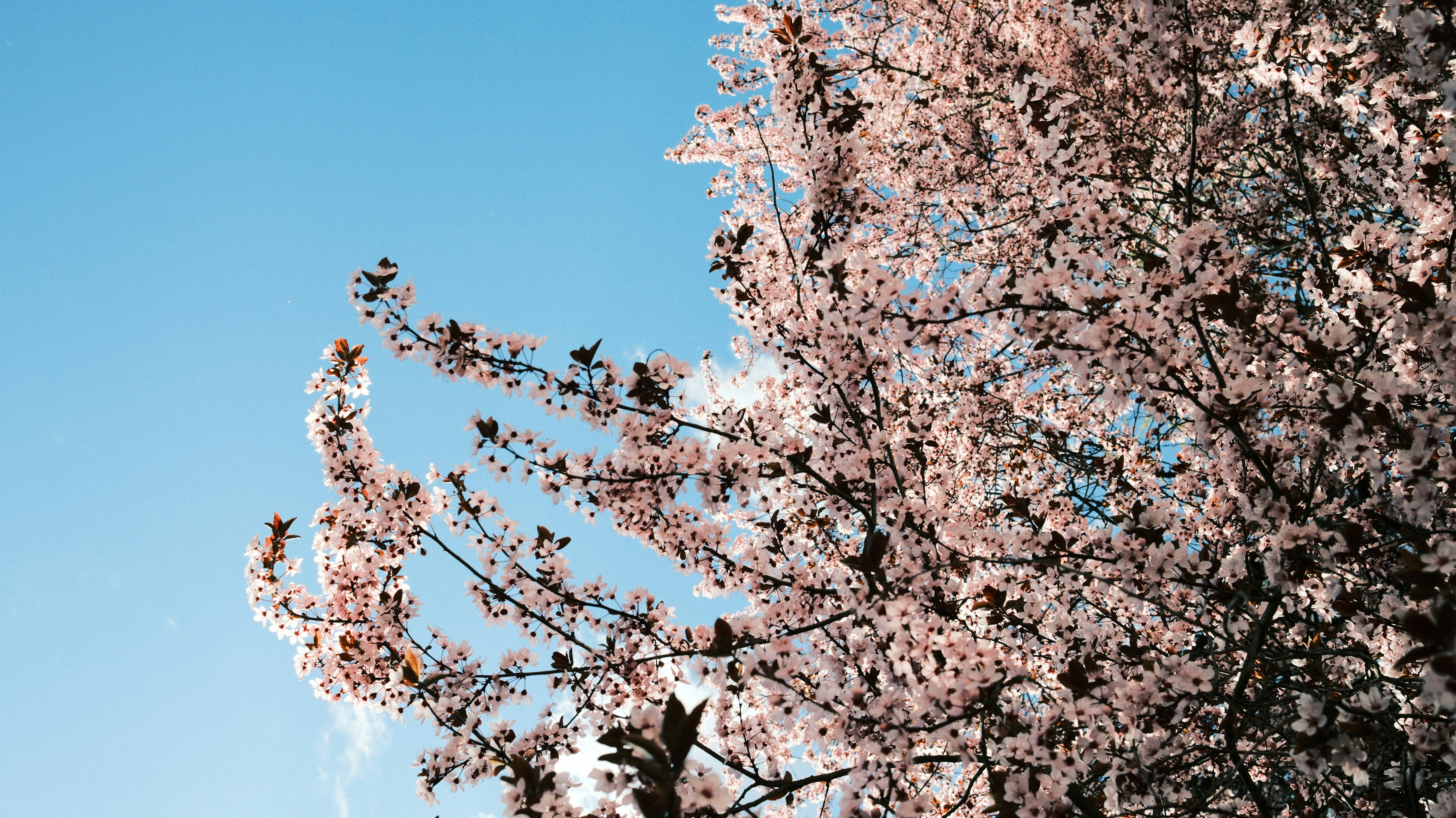 Photo by branislavrodman