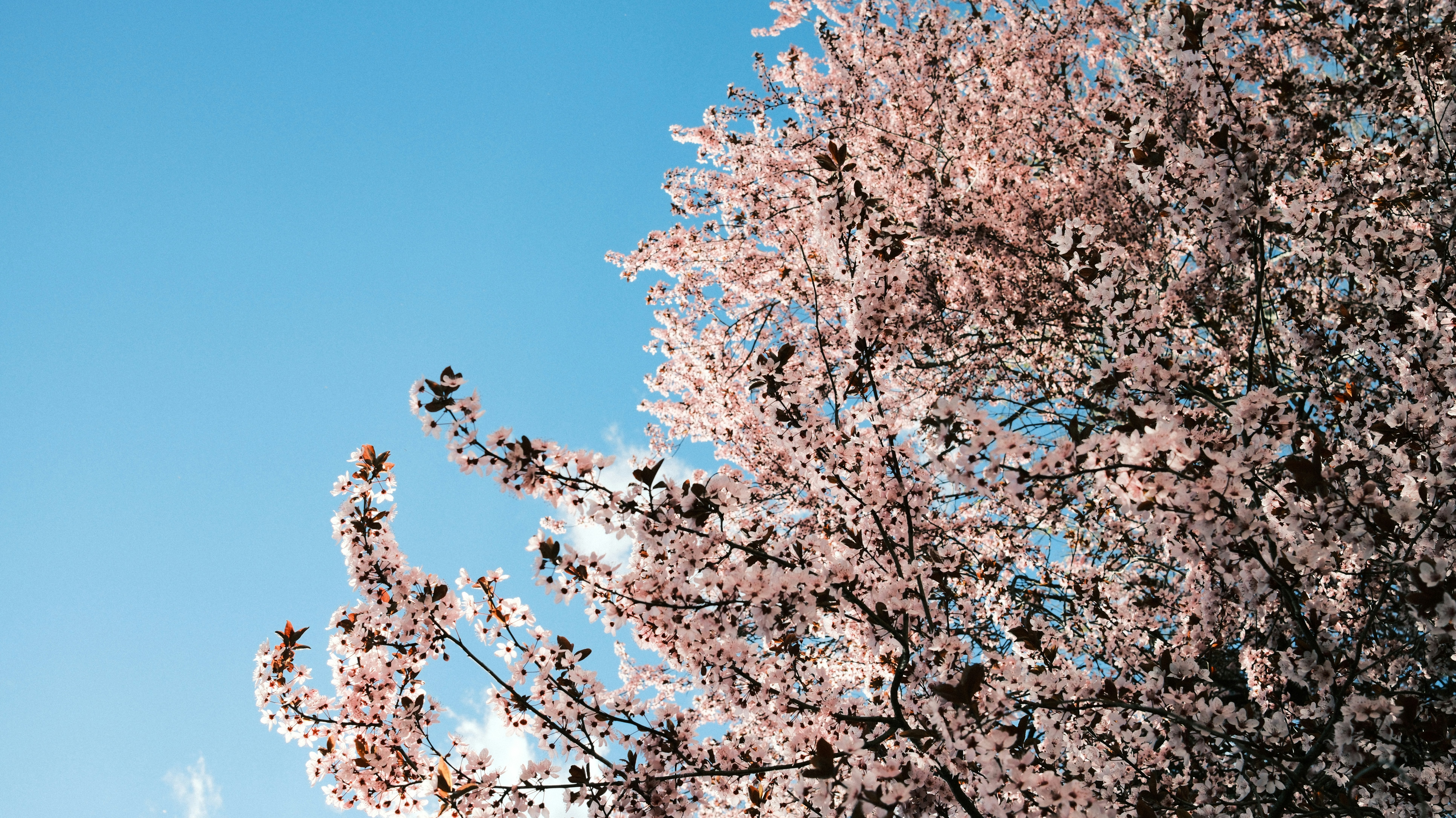 Photo by branislavrodman