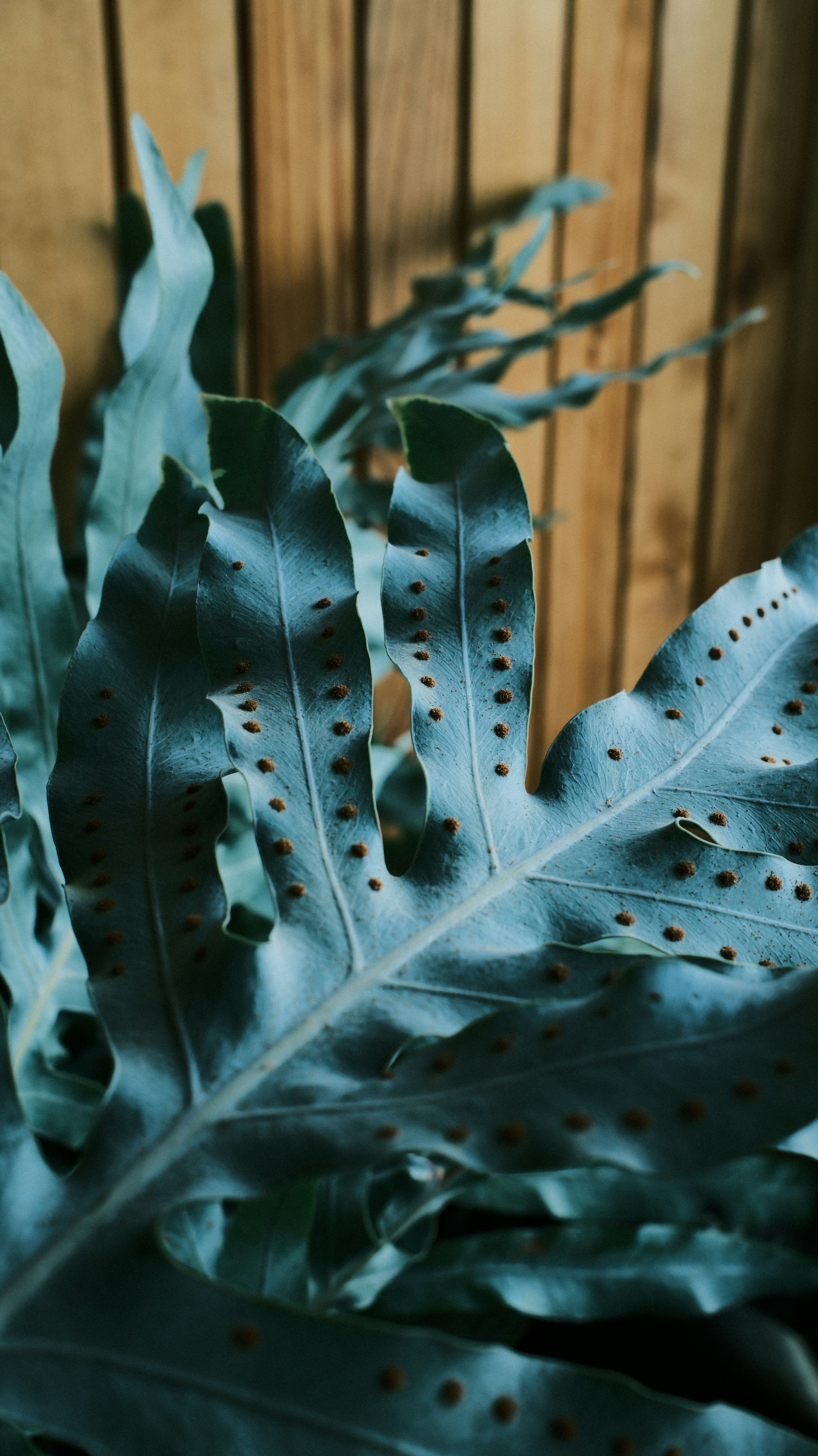 Blue Star Fern lush fronds