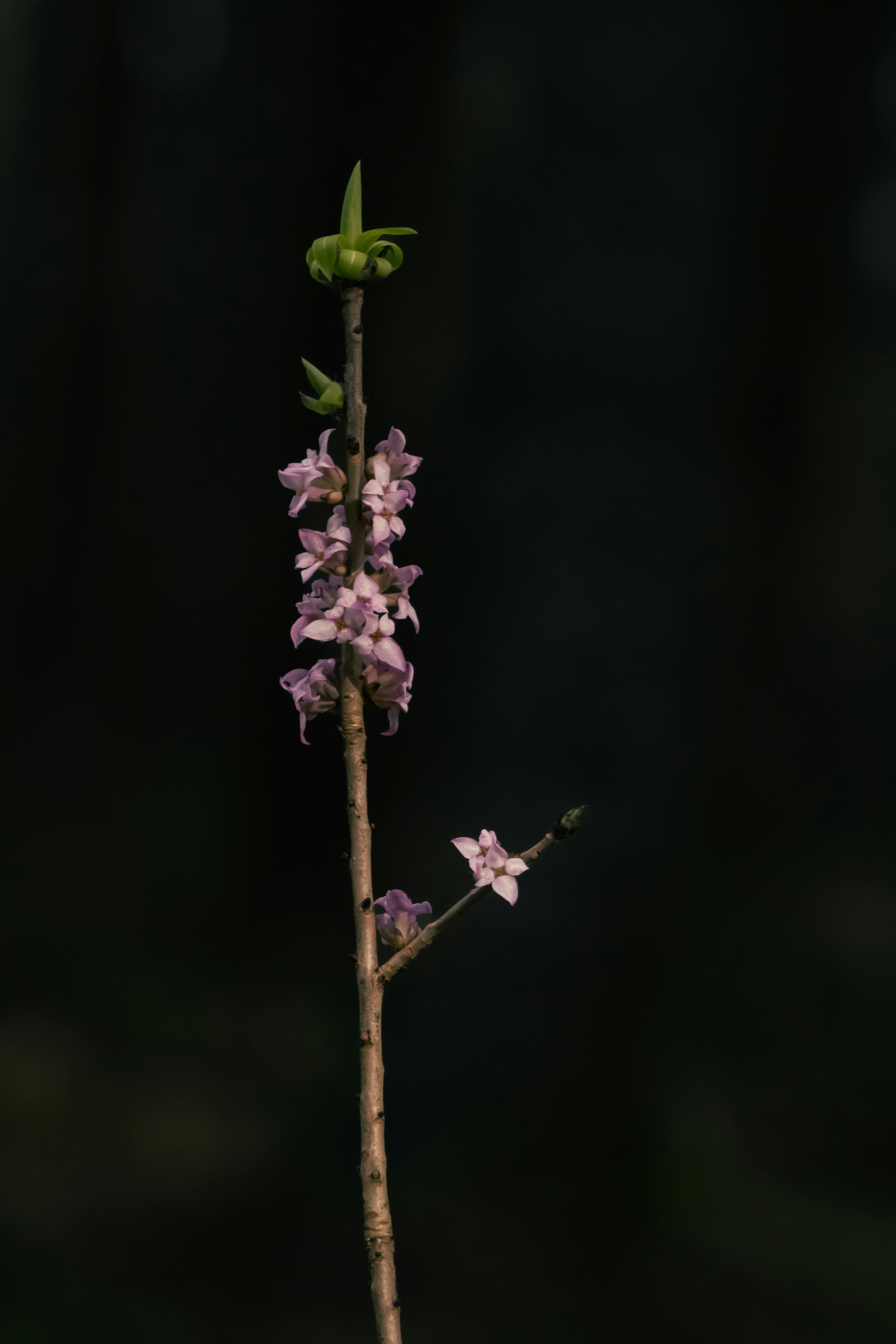 Purple flowers bloom on a thin, brown stem.