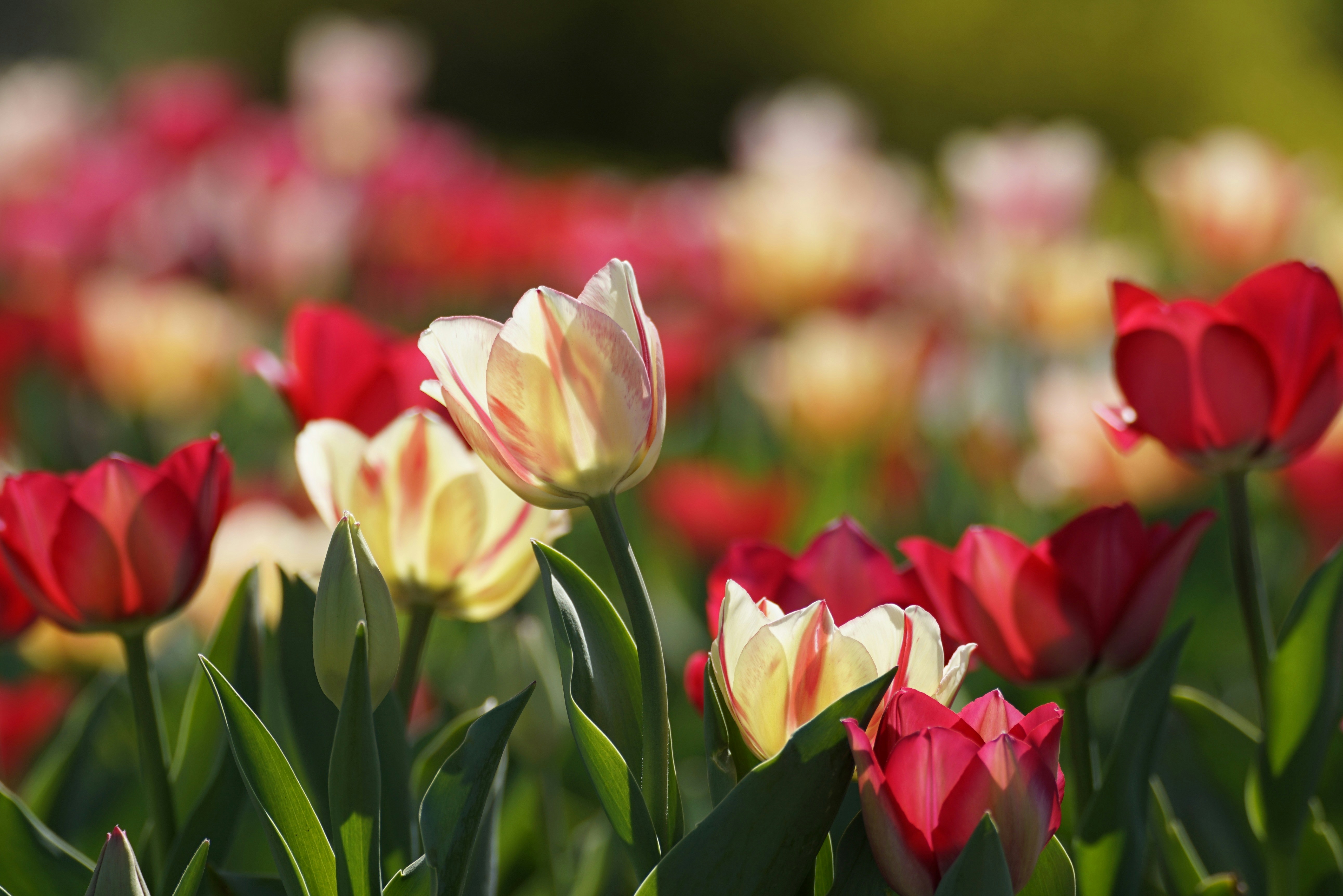 Photo by houssam2006