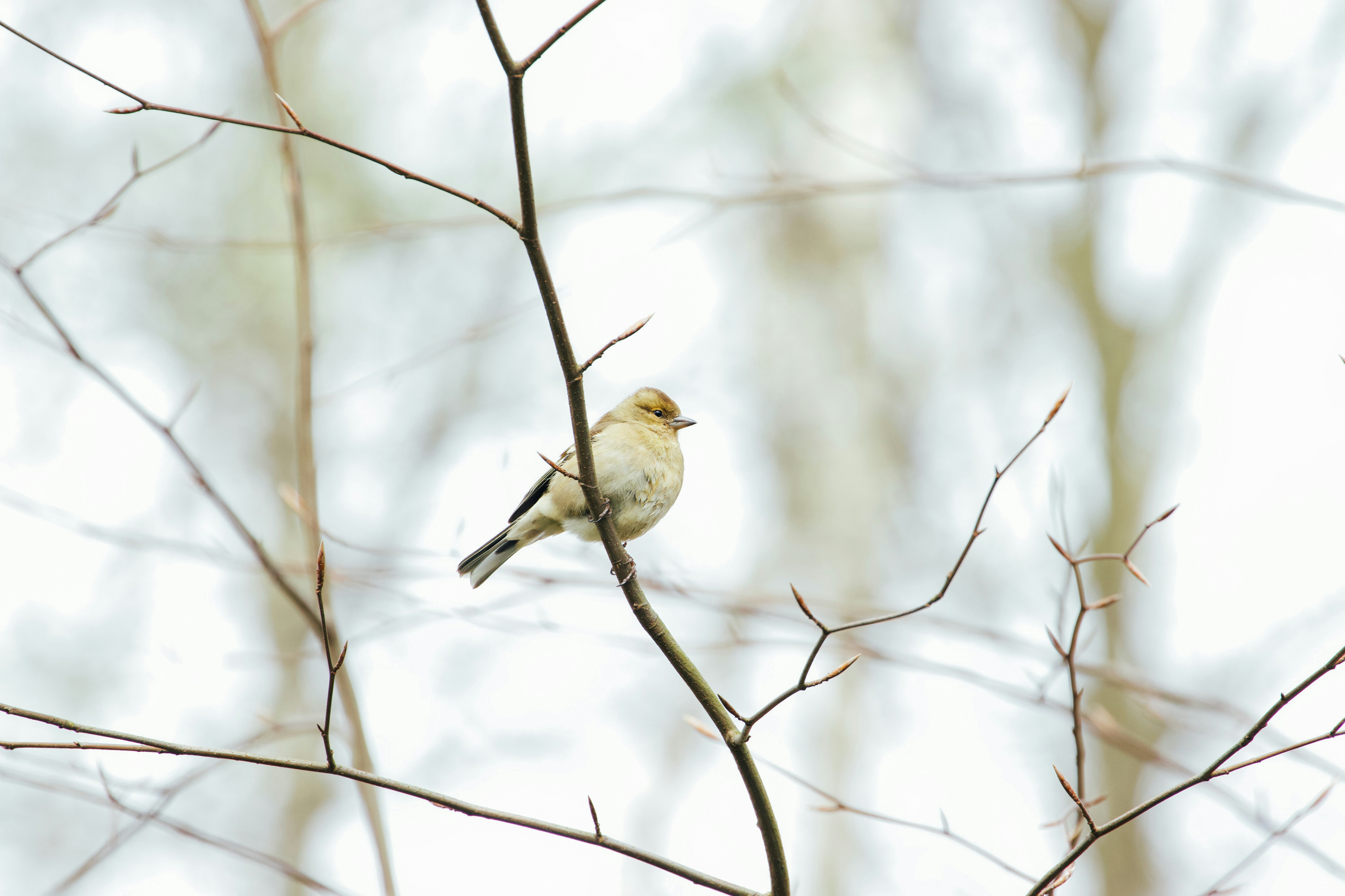 Photo by jakub_neskora