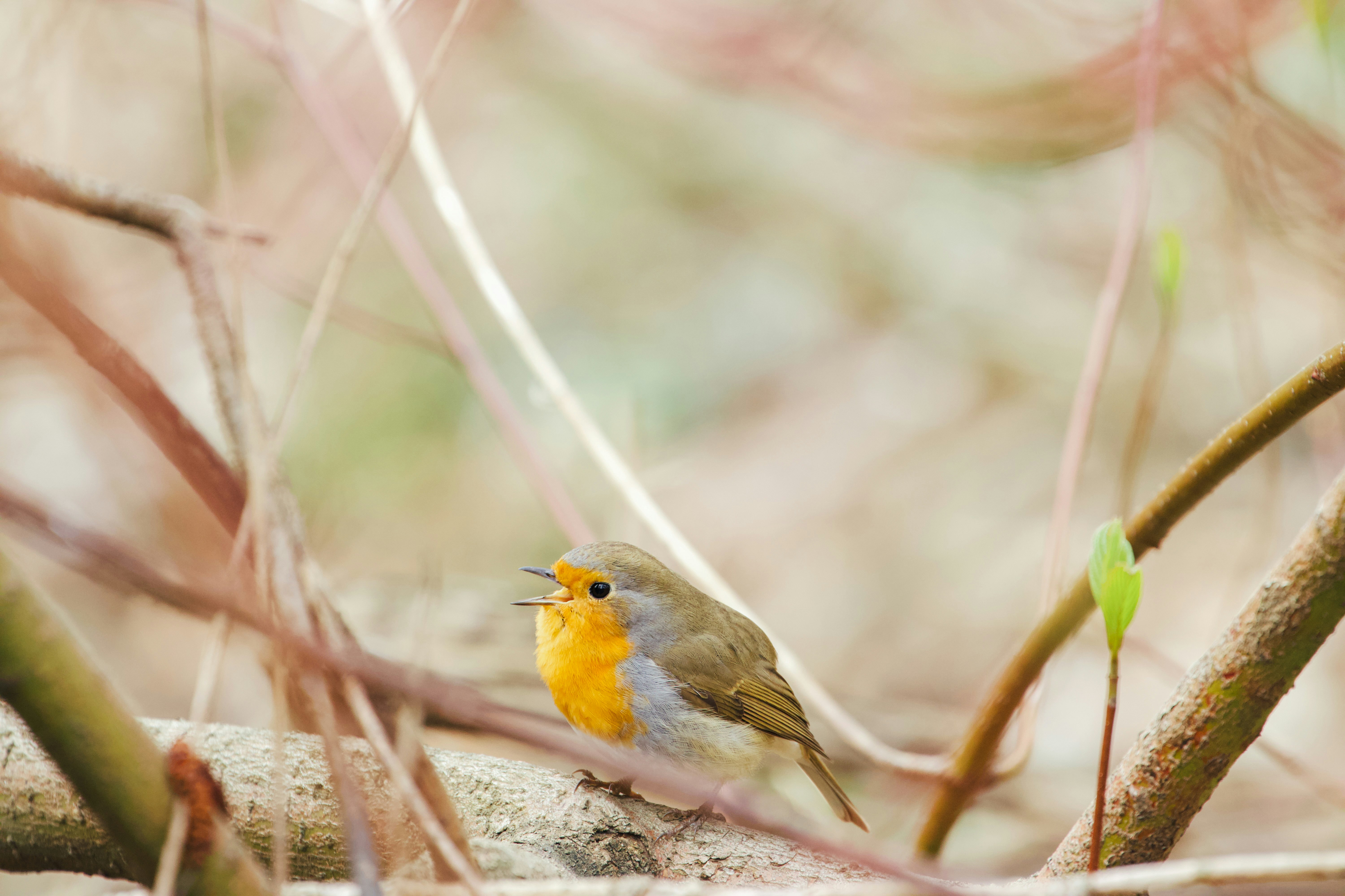 Photo by jakub_neskora