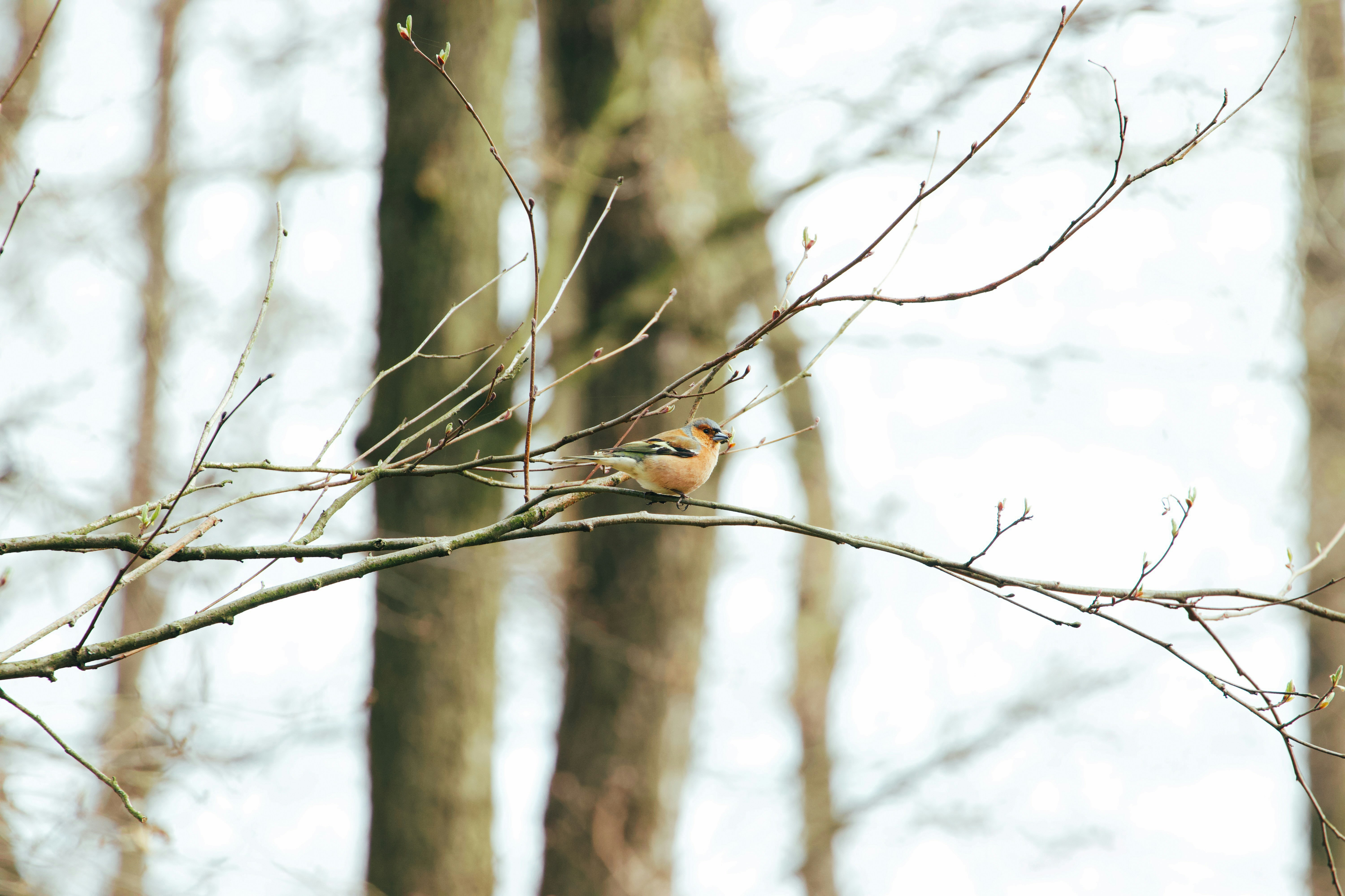 Photo by jakub_neskora