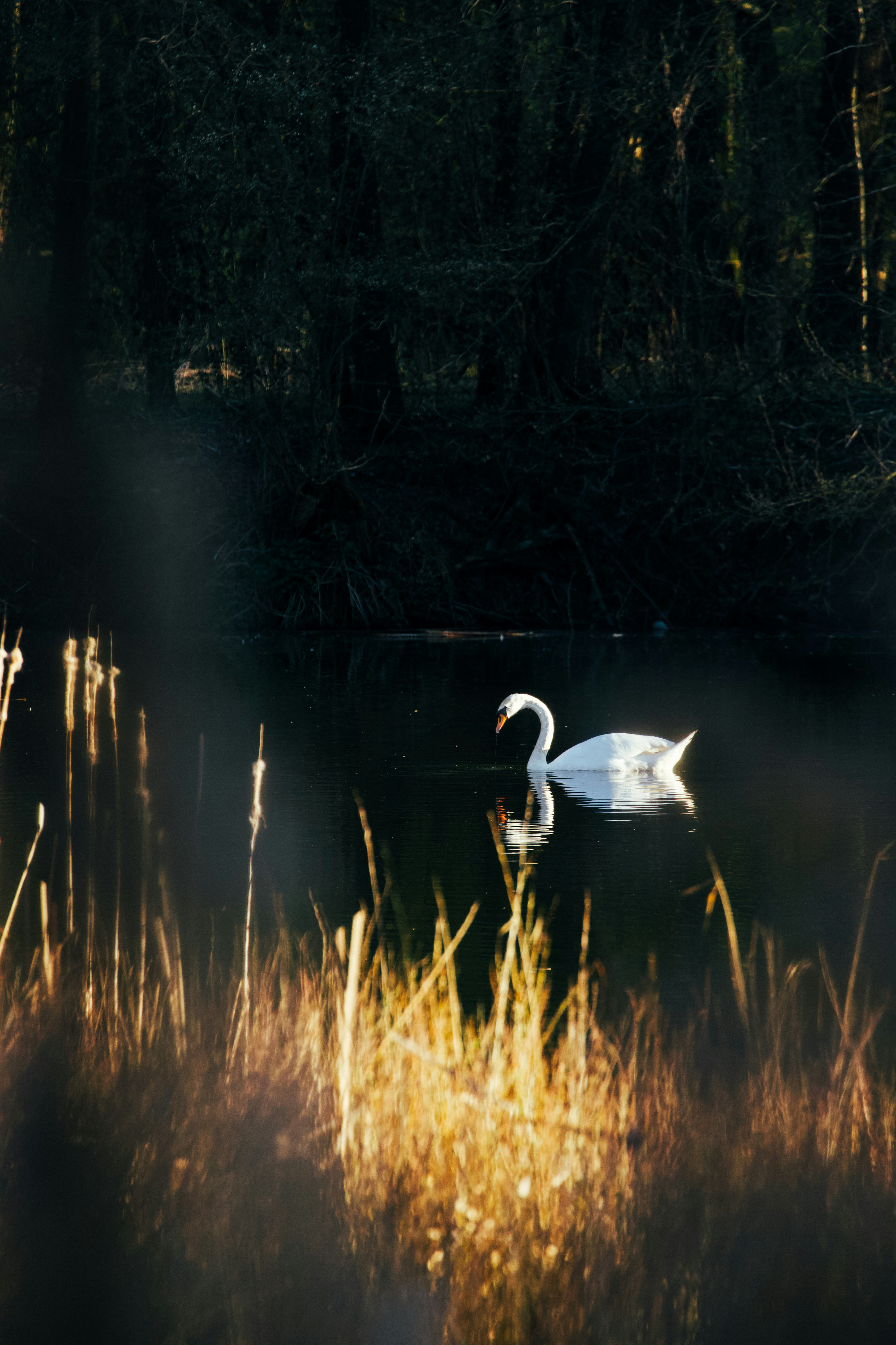 Photo by jakub_neskora