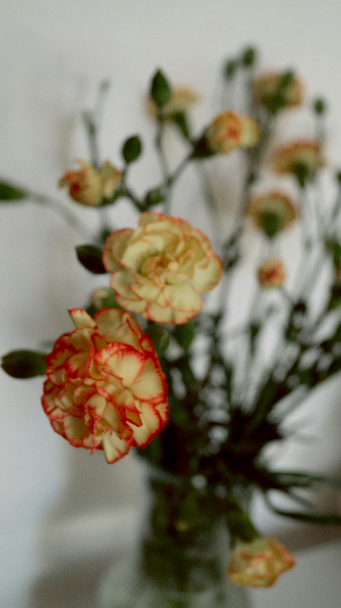Carnation flowers representing the first wedding anniversary flower
