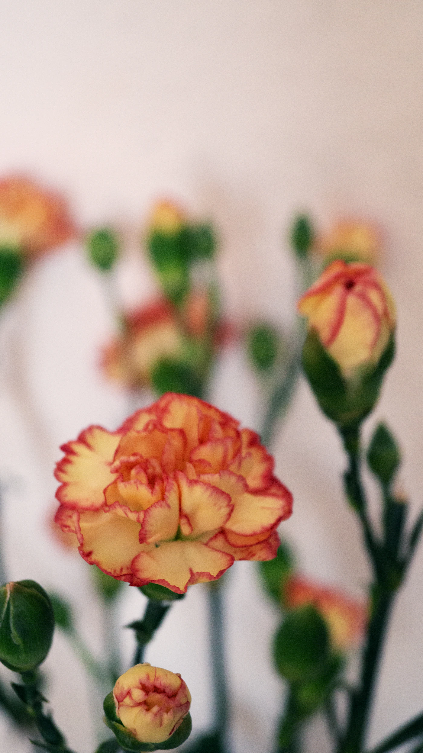 Carnation stems showing open flowers and several closed buds at different stages