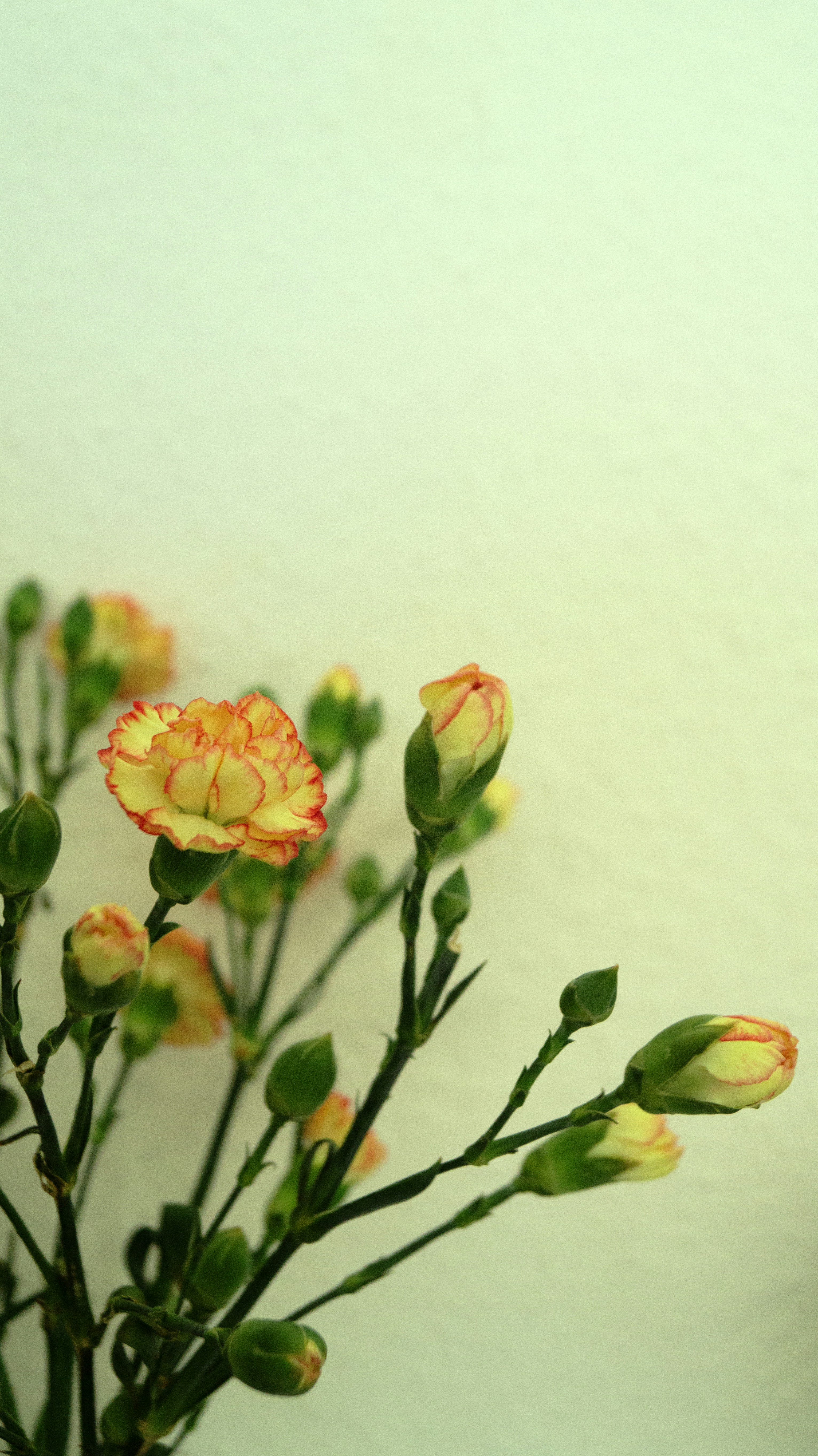 Optimal Dosage, Timing, and Consumption Methods for Bedtime Effectiveness