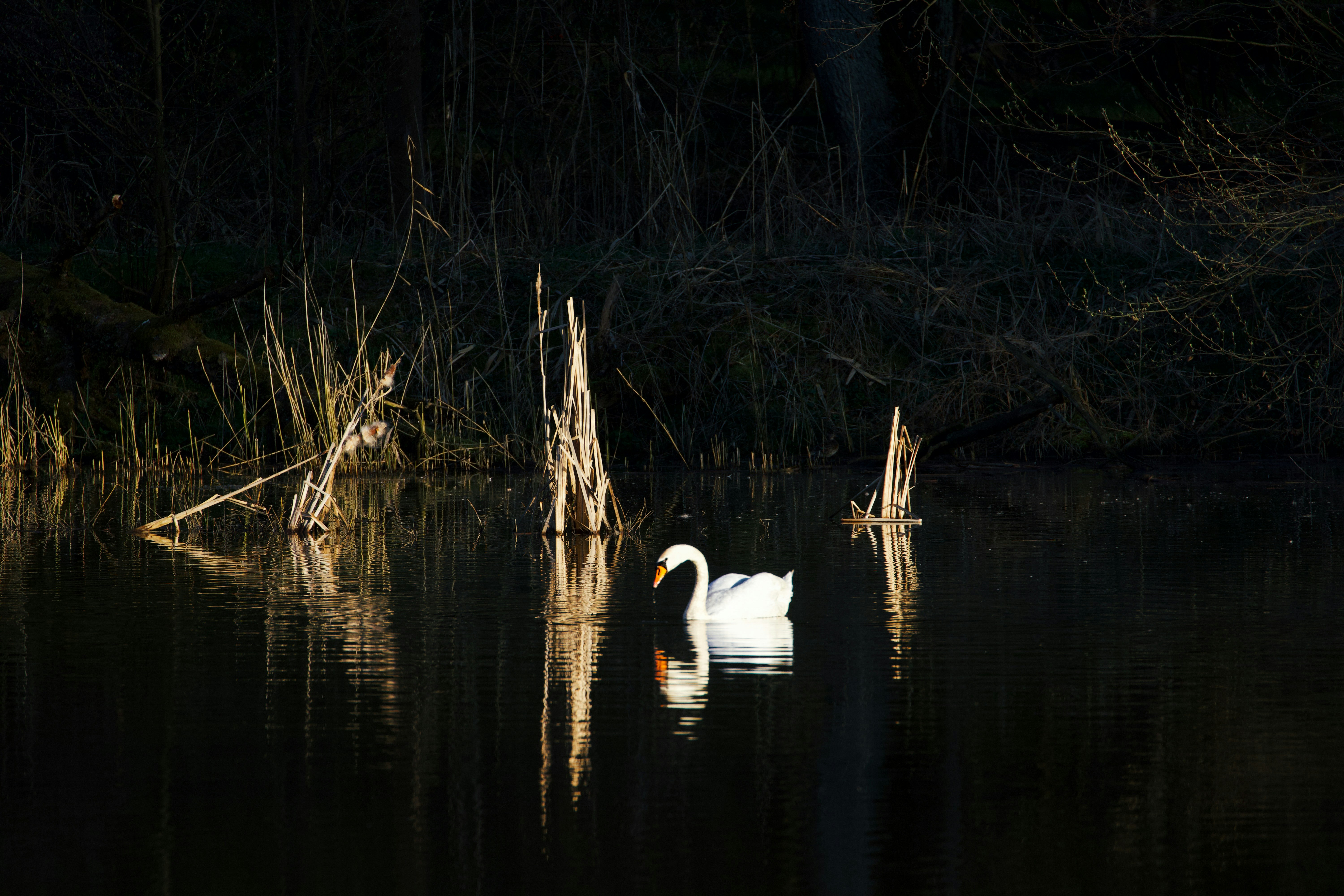 Photo by jakub_neskora