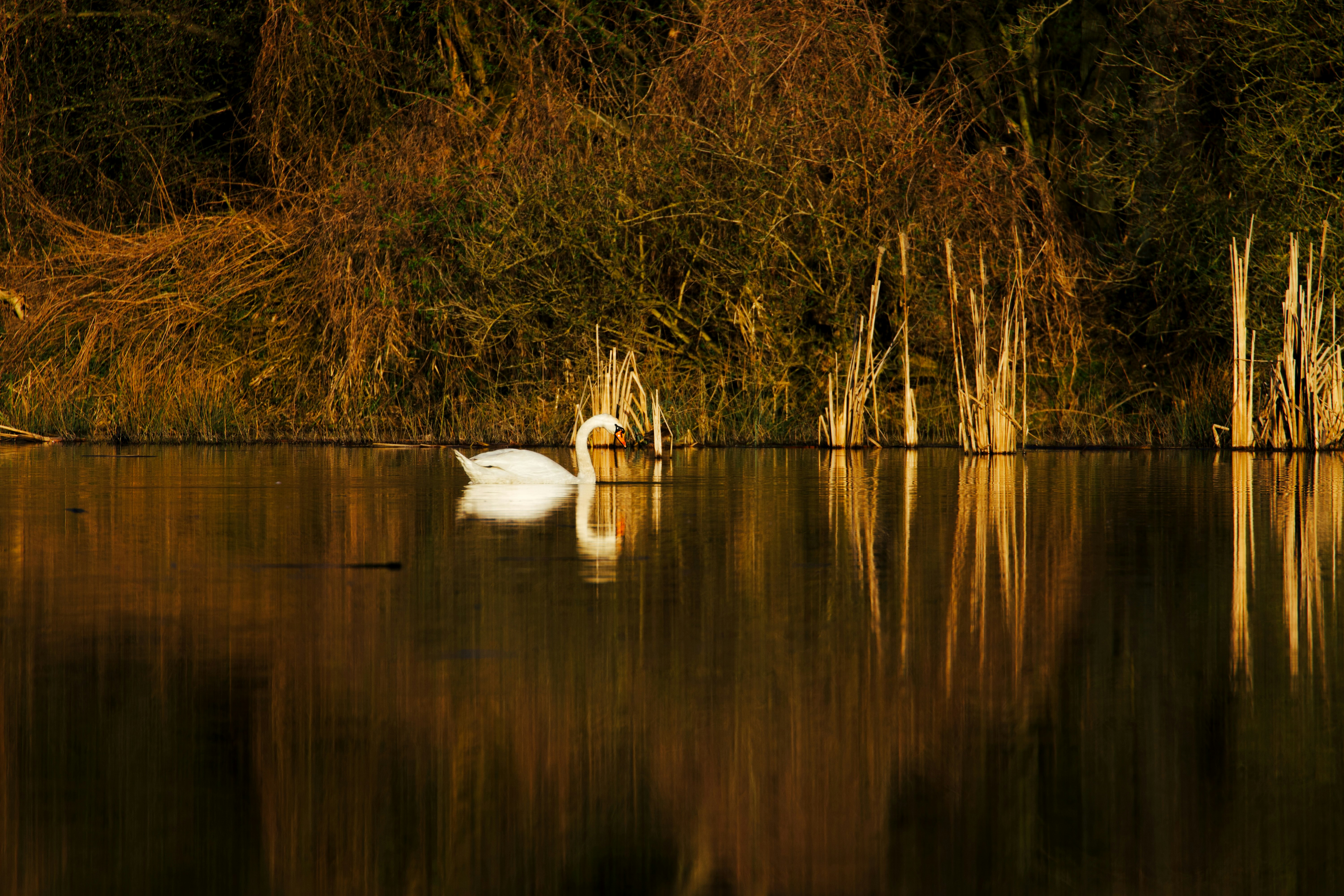 Photo by jakub_neskora