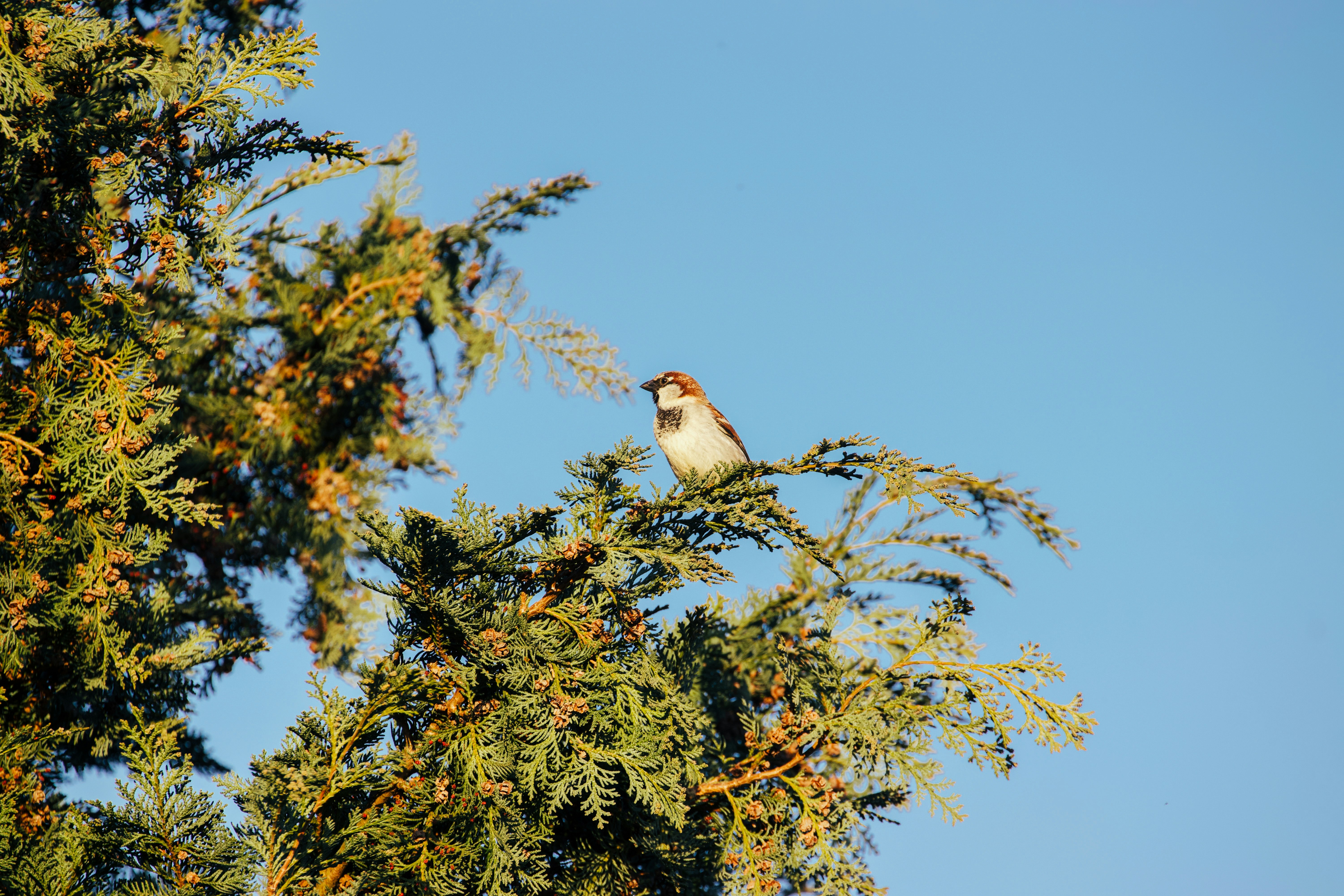 Photo by jakub_neskora