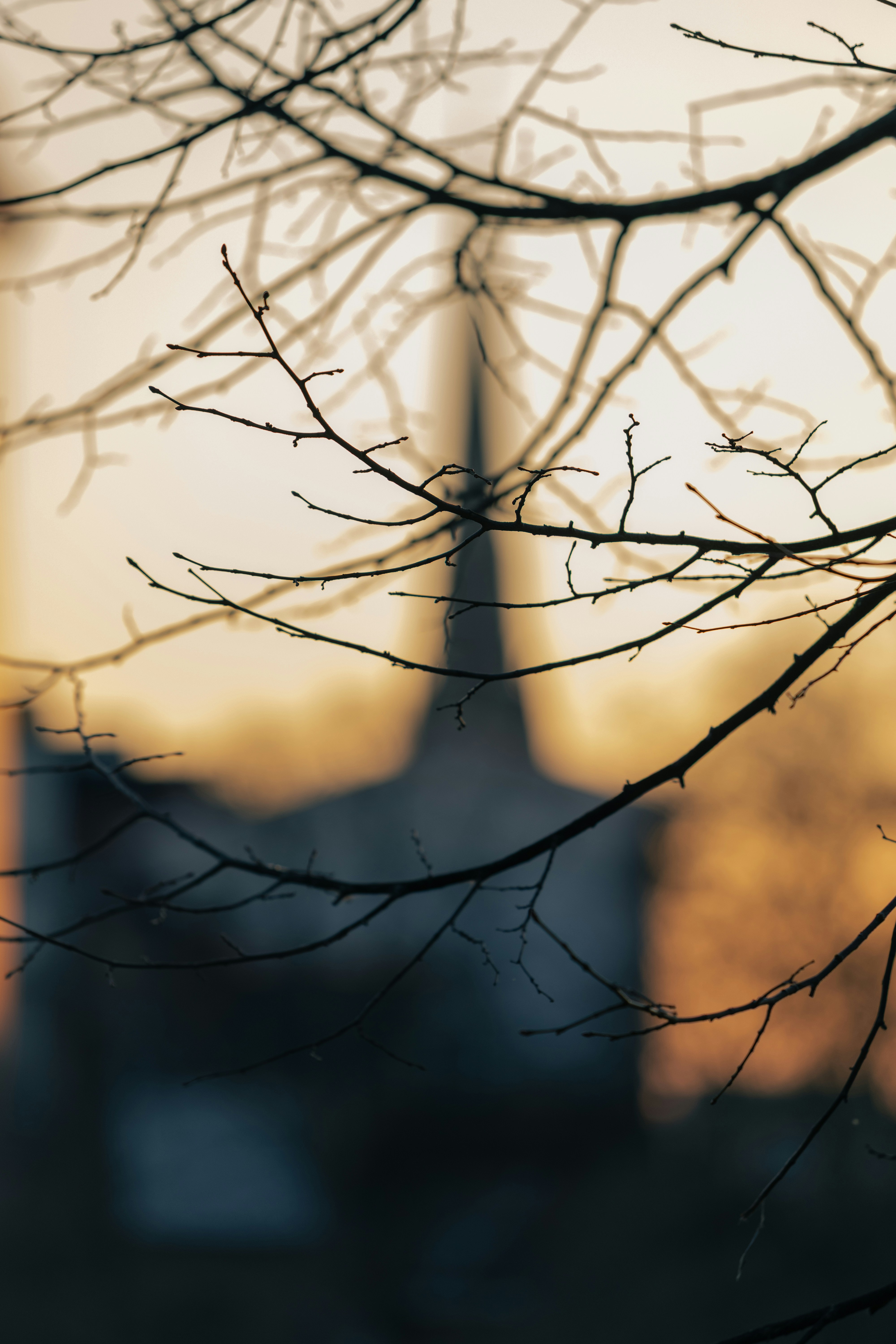 Bare branches frame a steeple at sunset