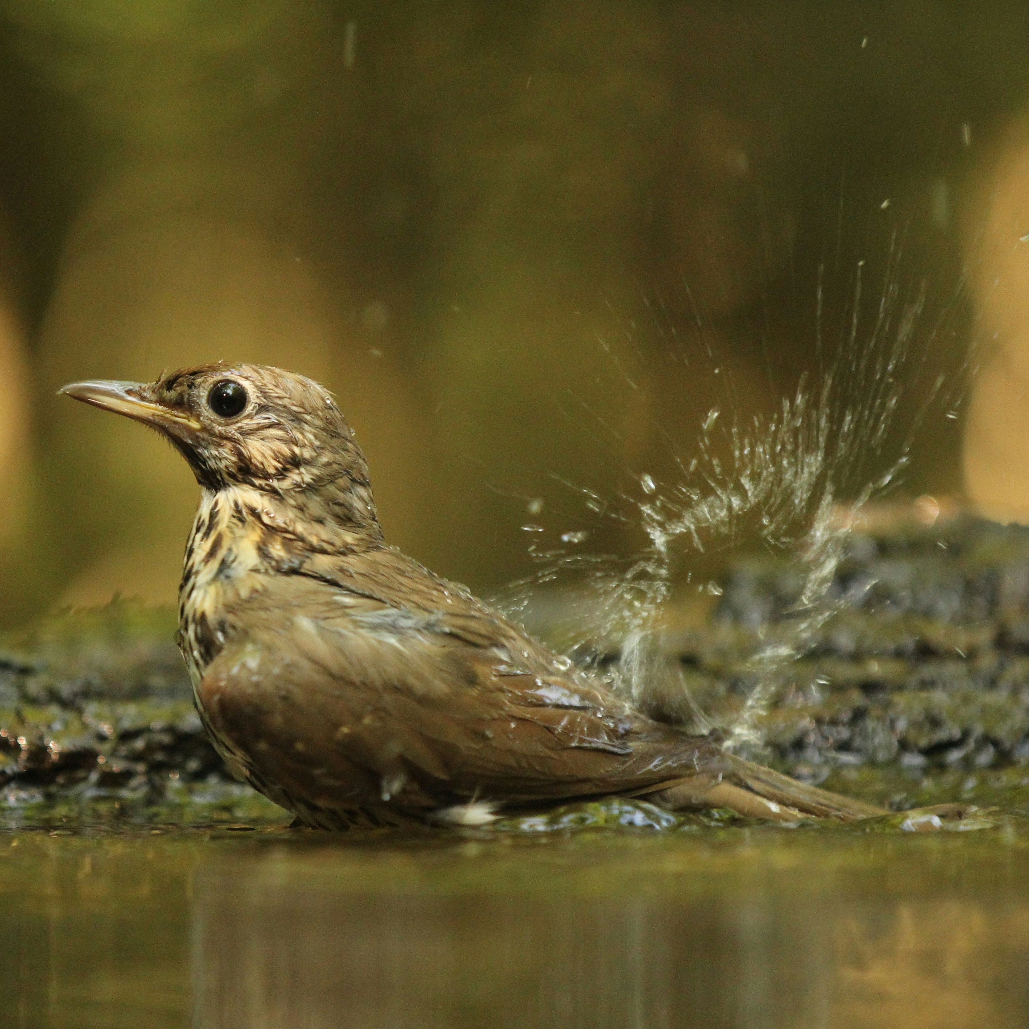 Aquatic Warbler: Species Overview and Key Facts
