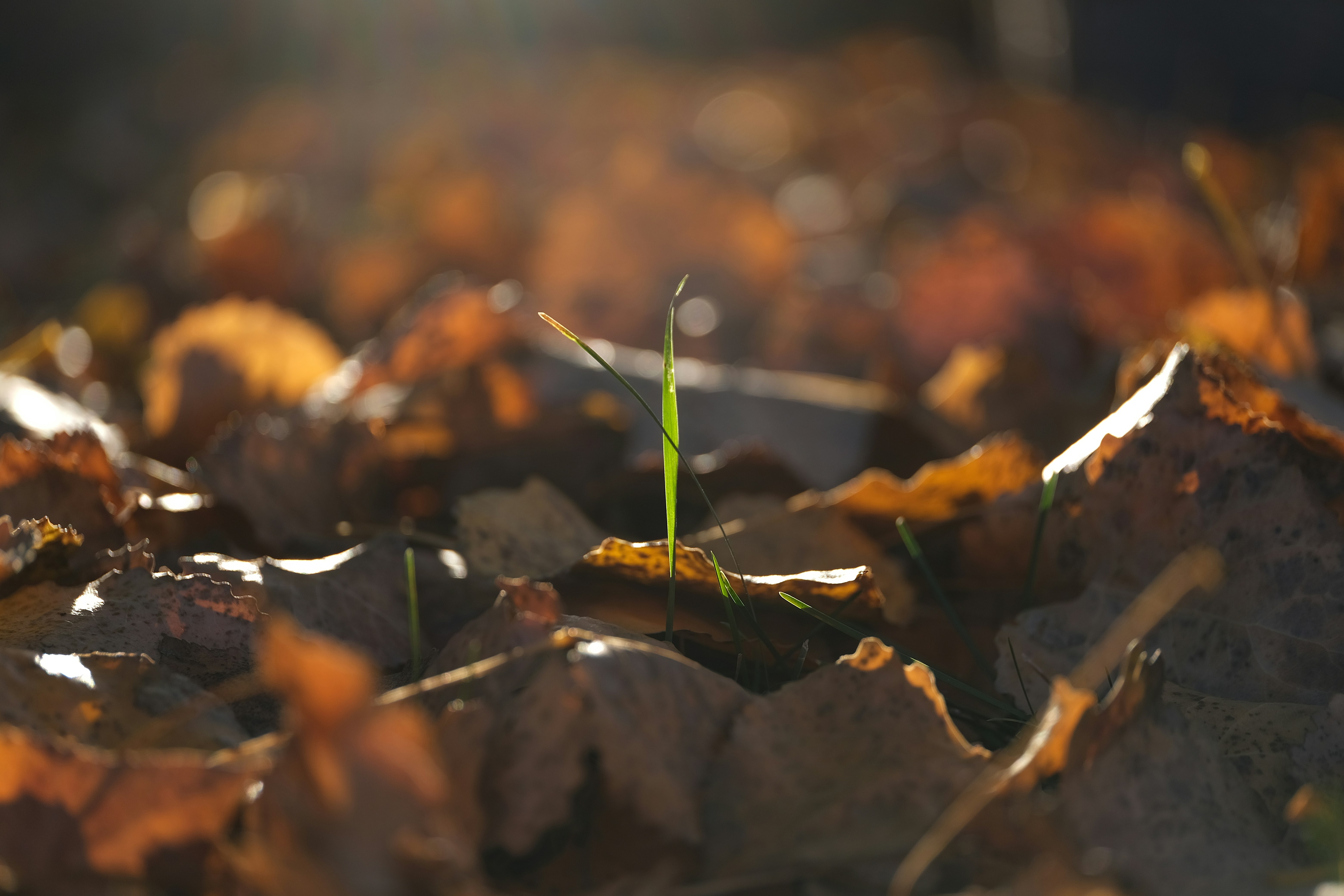 Grass grows through fallen autumn leaves.