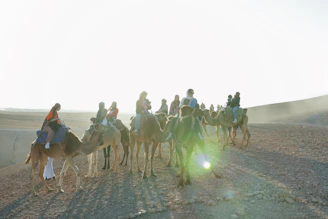 People ride camels through a sunny desert.