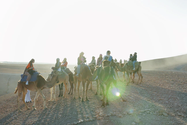 People ride camels through a sunny desert.