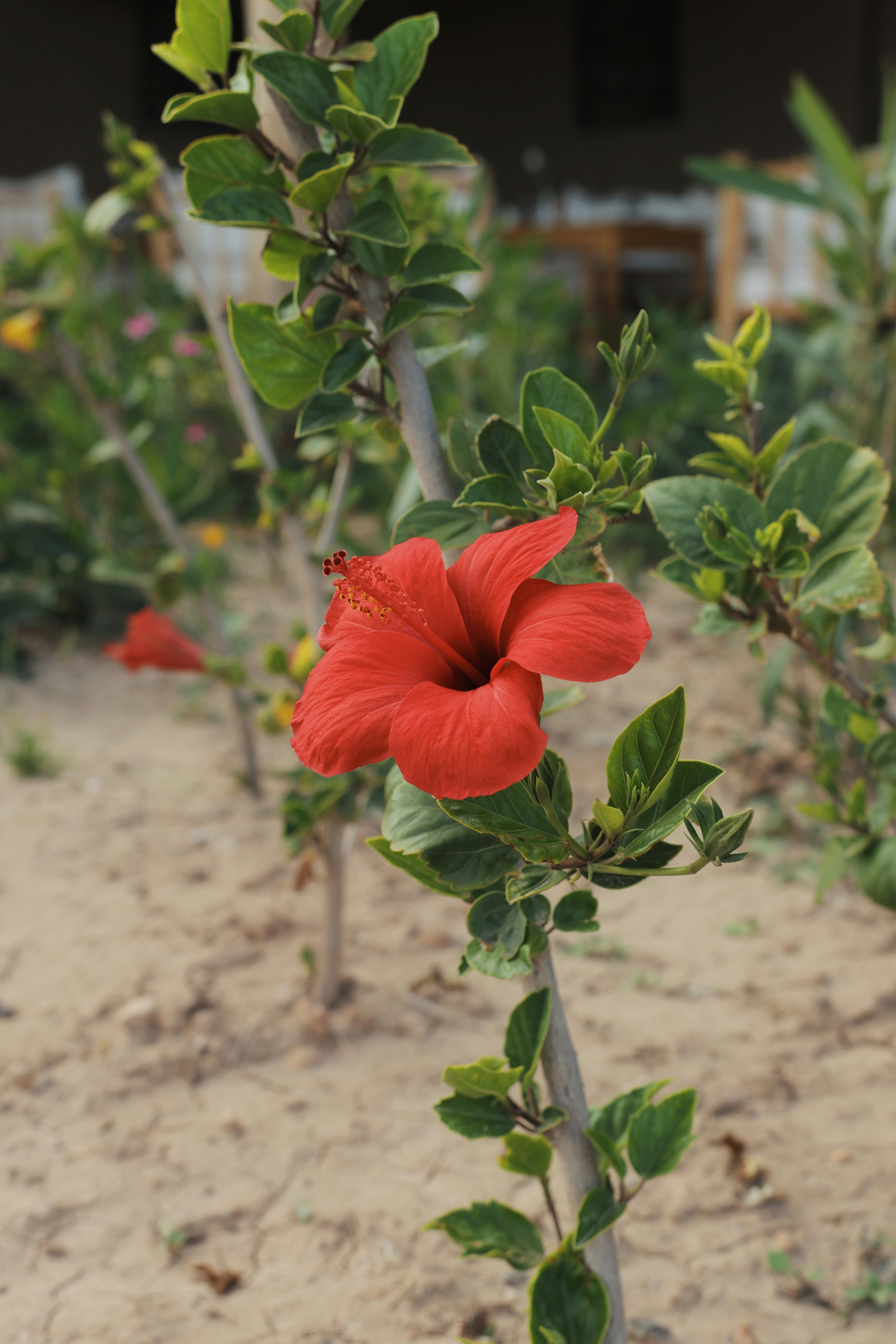 A vibrant red hibiscus blooms on a stem.