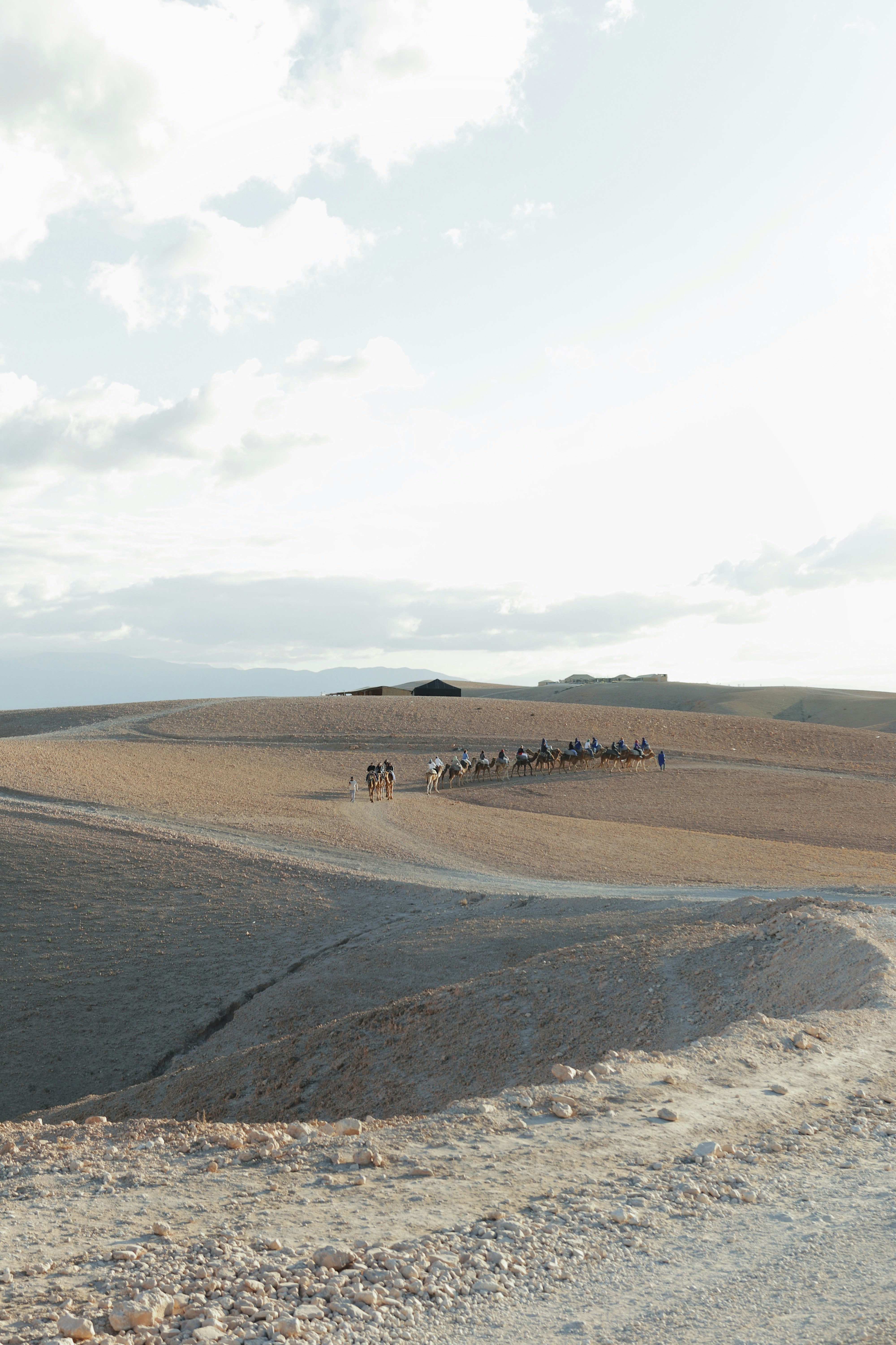 Camels travel across a barren desert landscape.