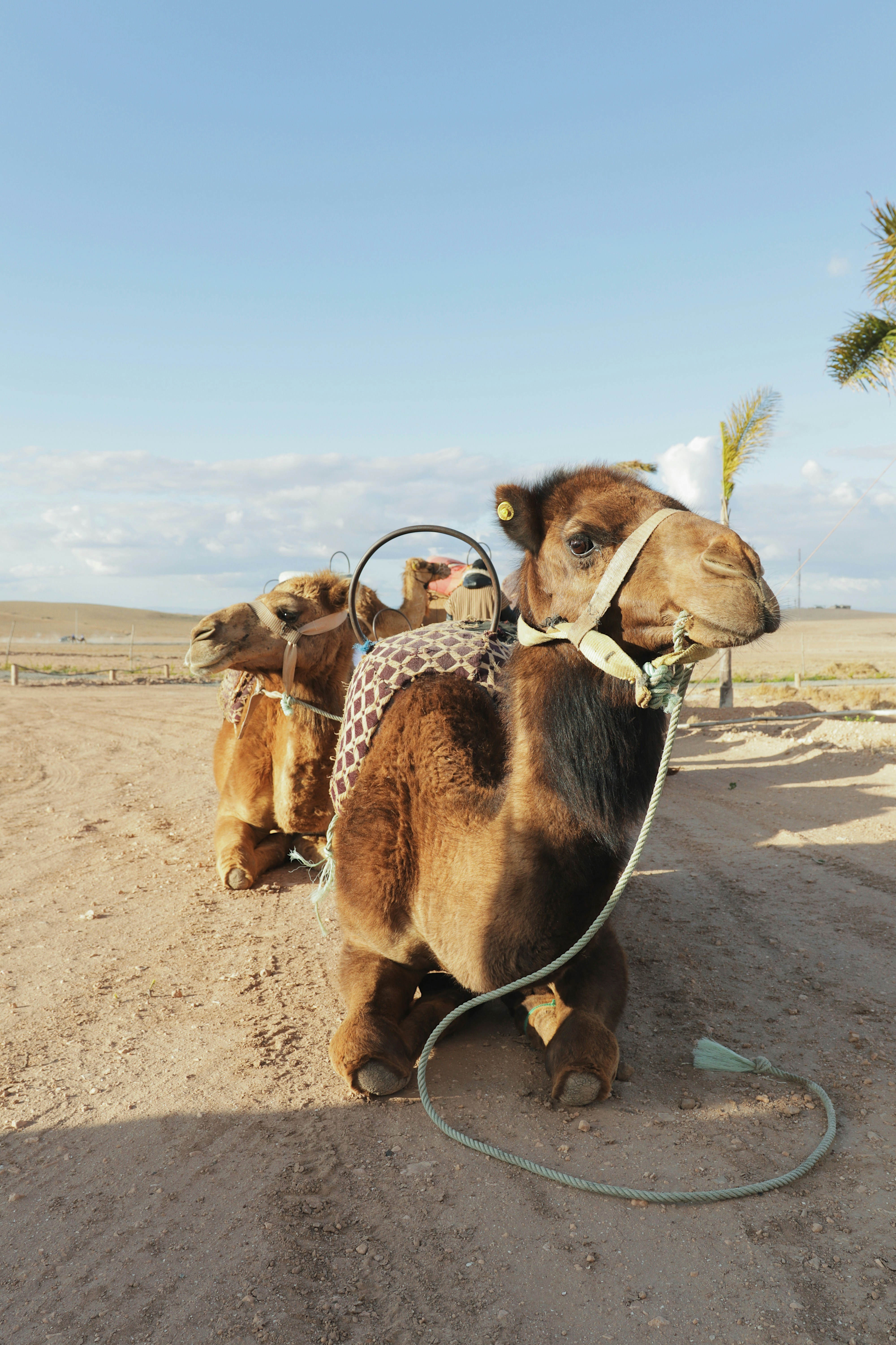 Two camels are resting in the sand.