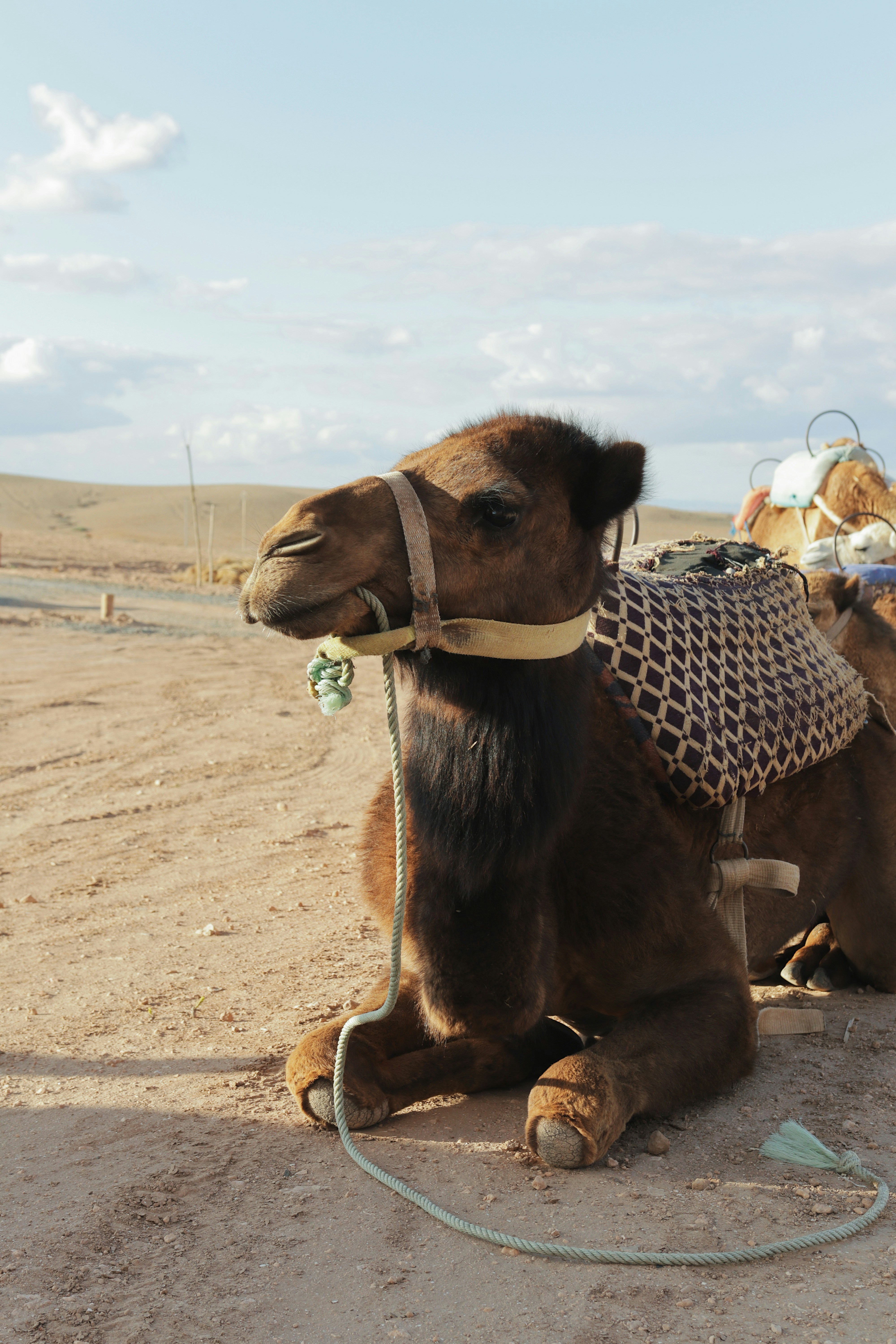 A camel rests in the desert sand.