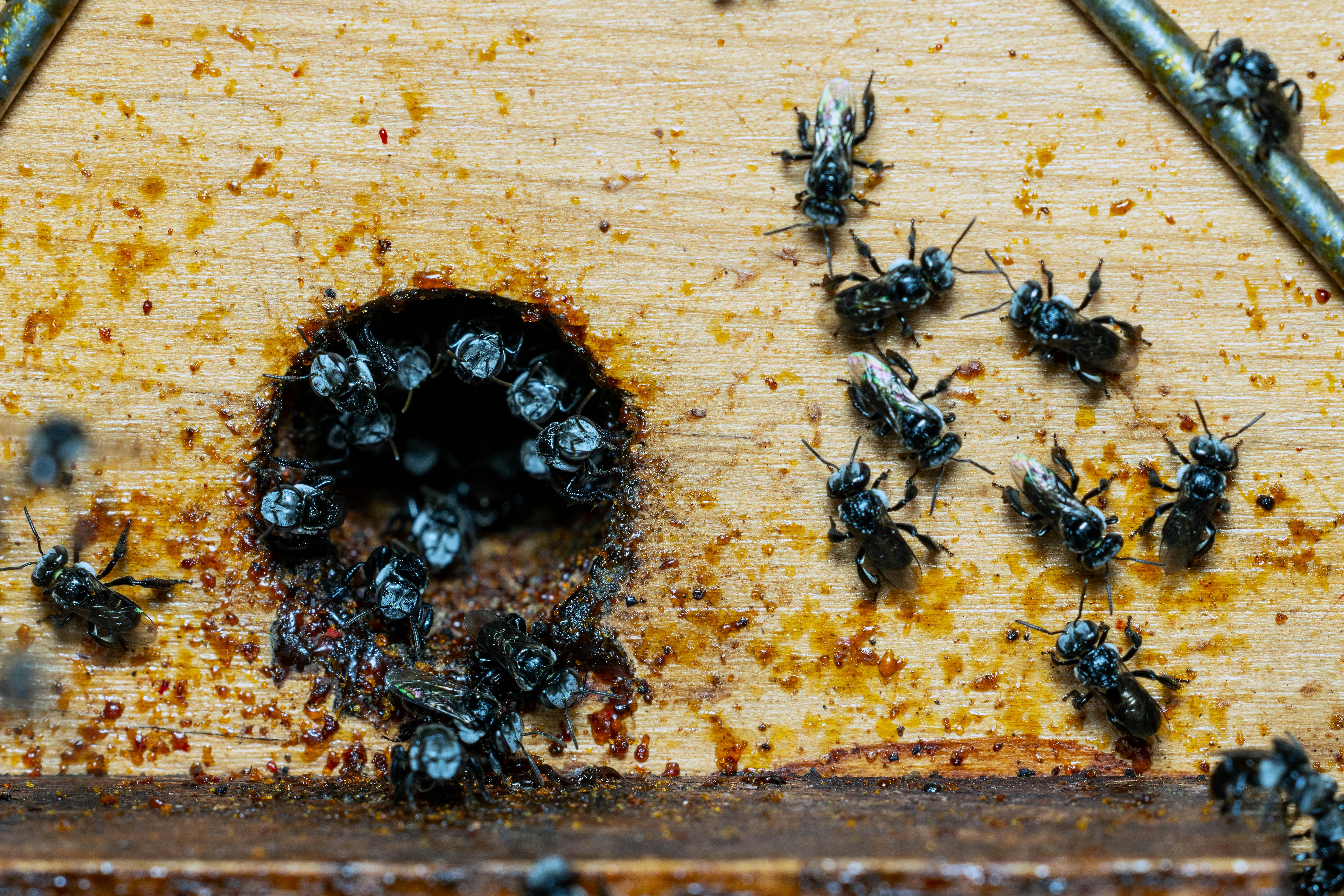 A hardware store, a working bee, and a dry summer