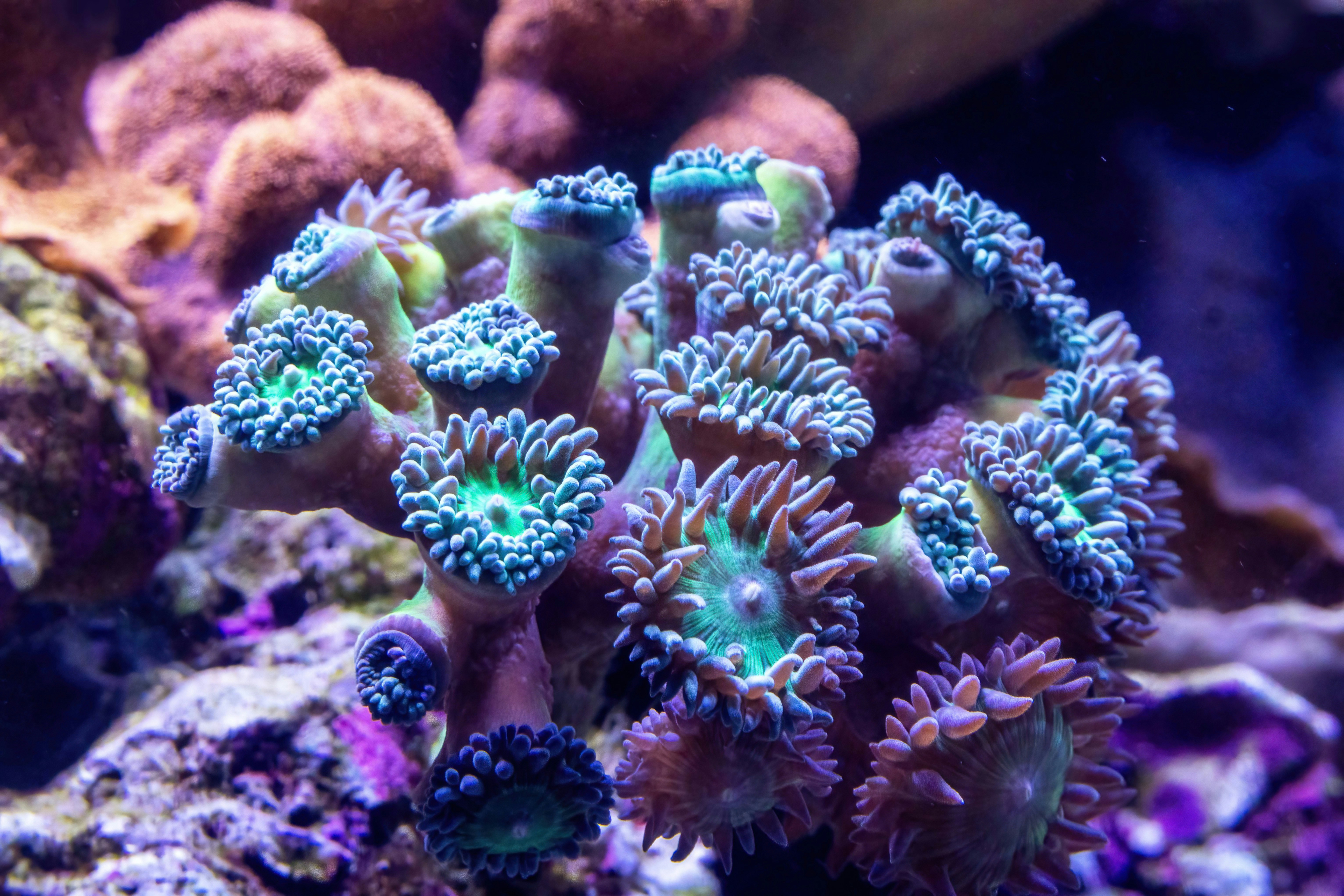 A sea anemone at the Cairns Aquarium.