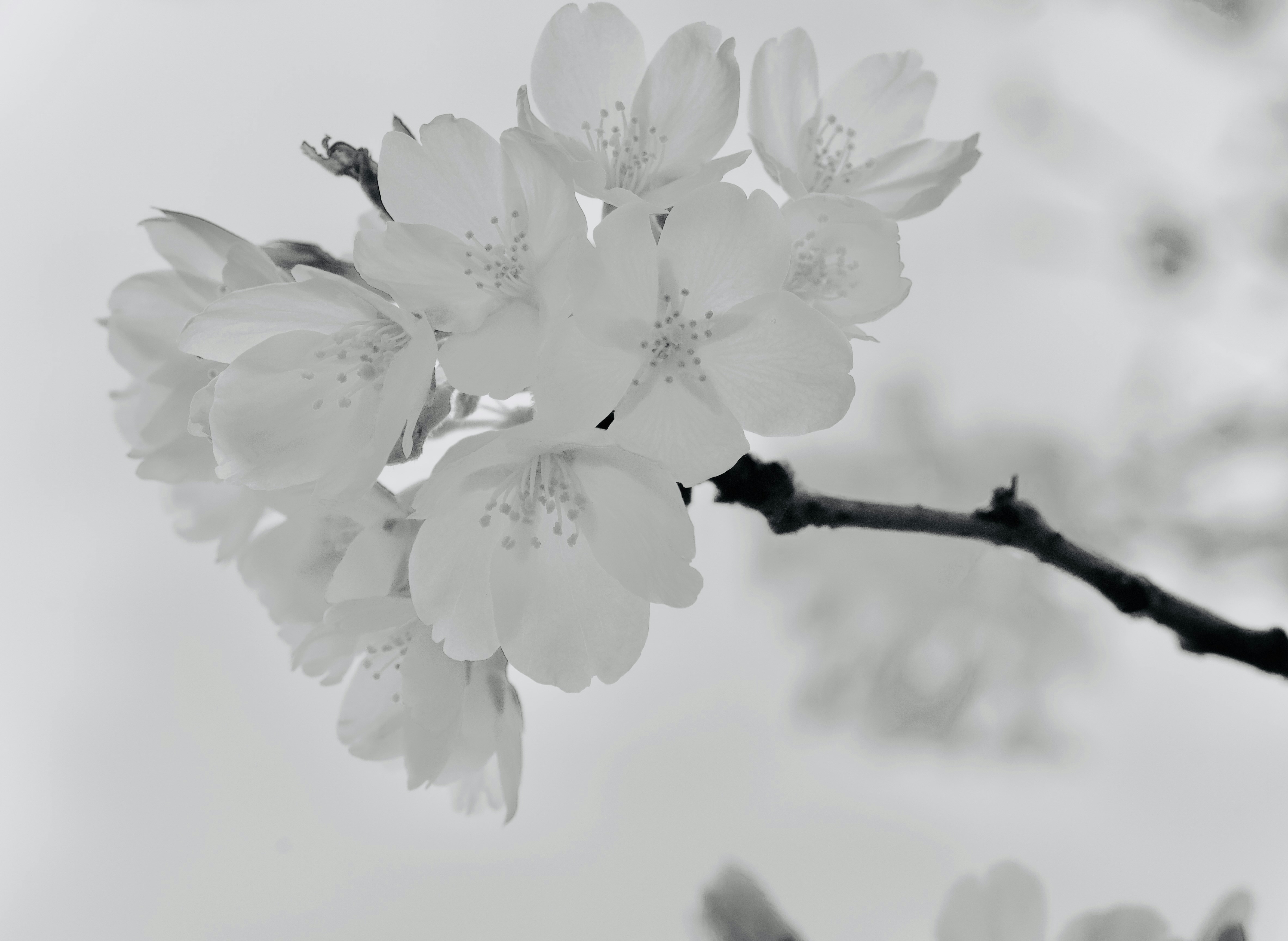Photo by enkuu