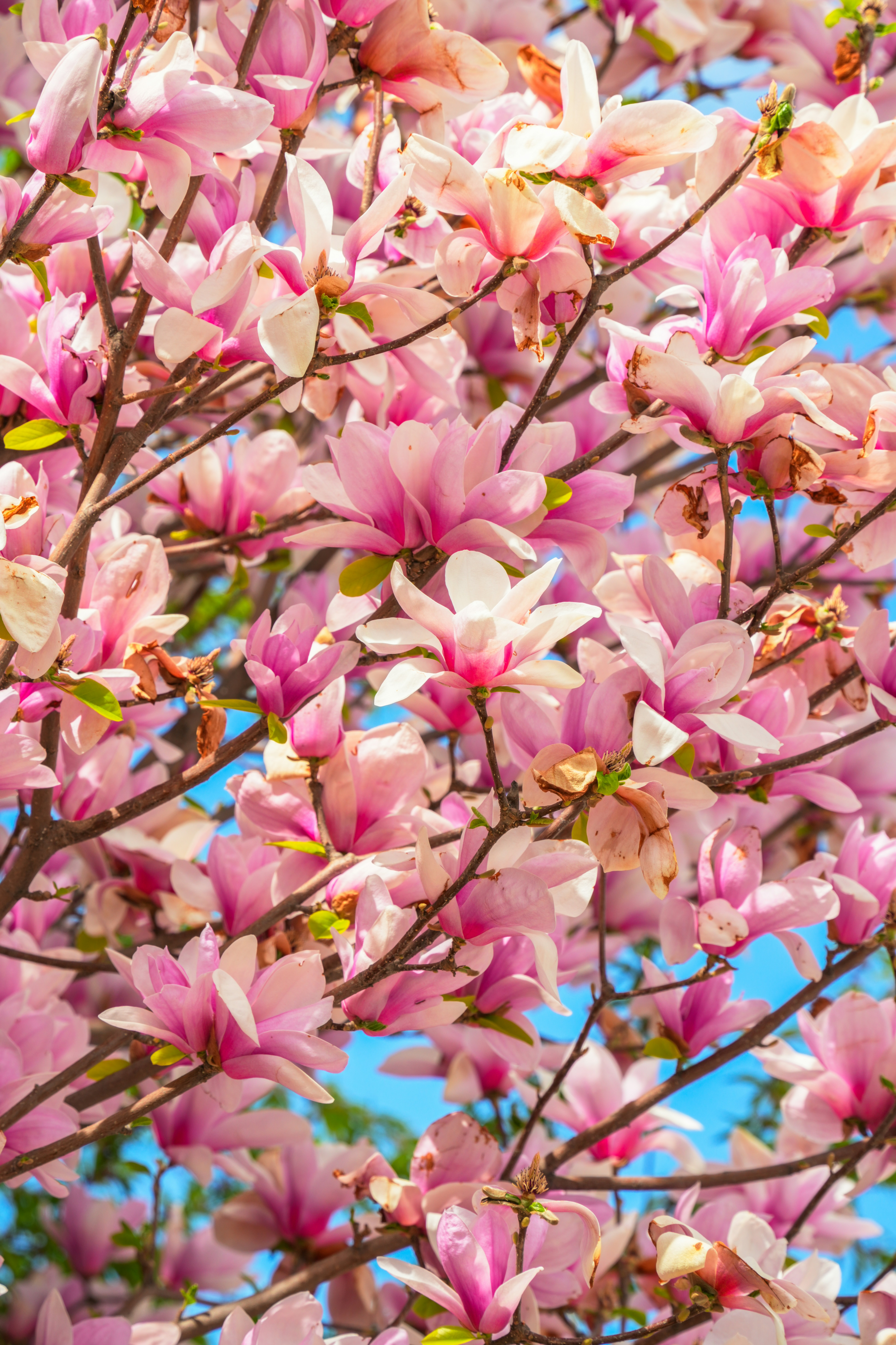 Photo by hattrick1996