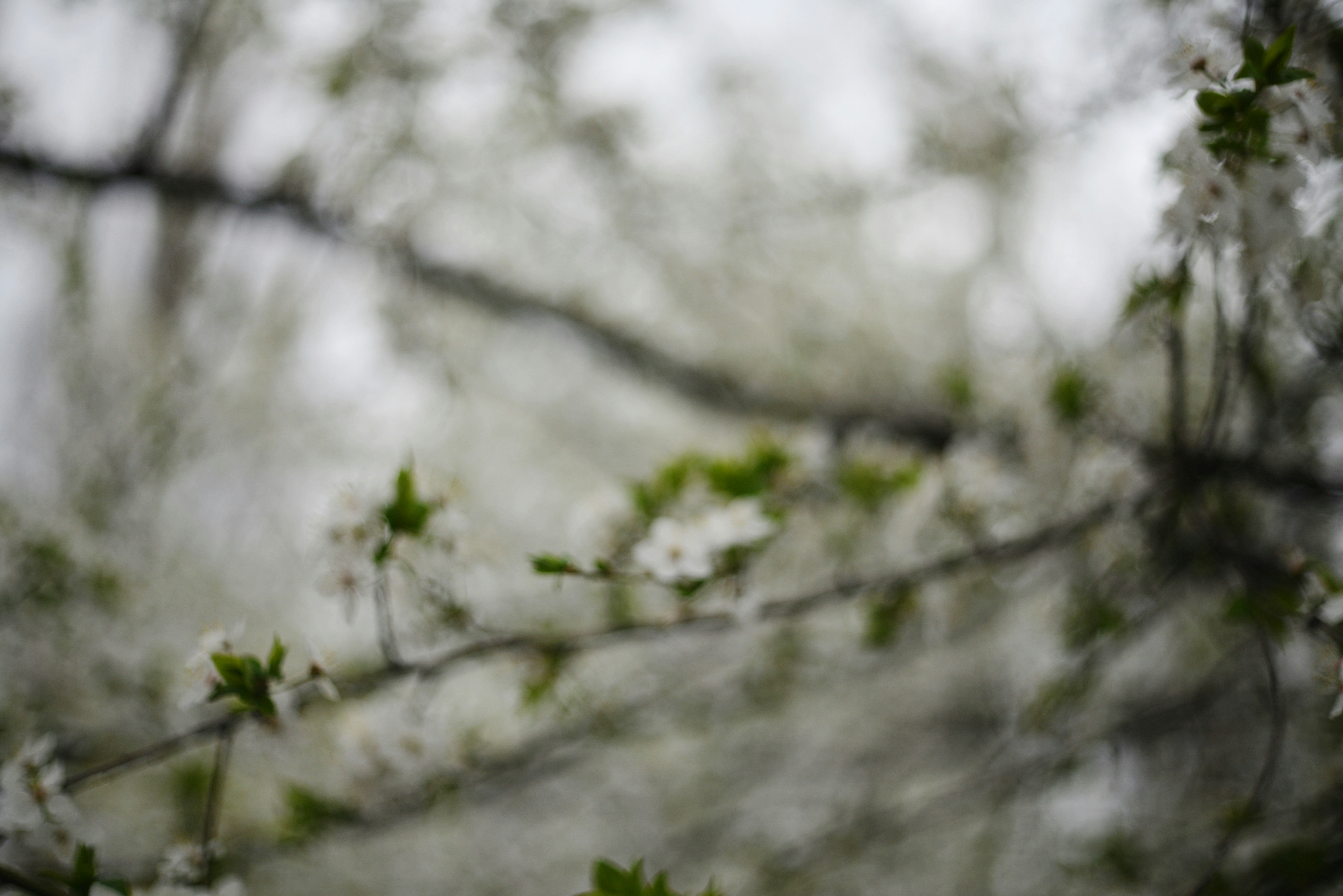 Photo by cherstve_pechivo