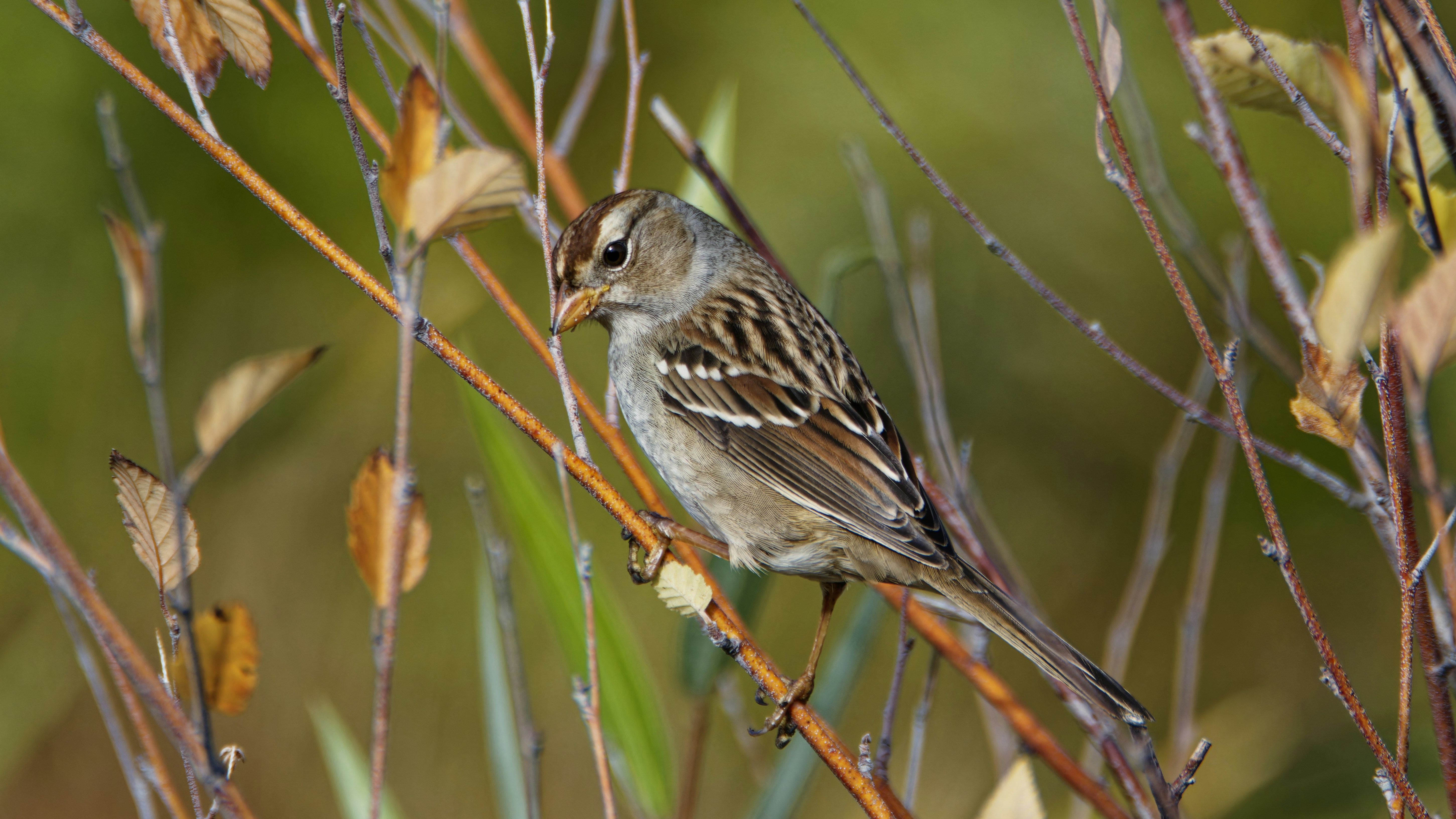 Photo by patrickbigelow_zoom_in