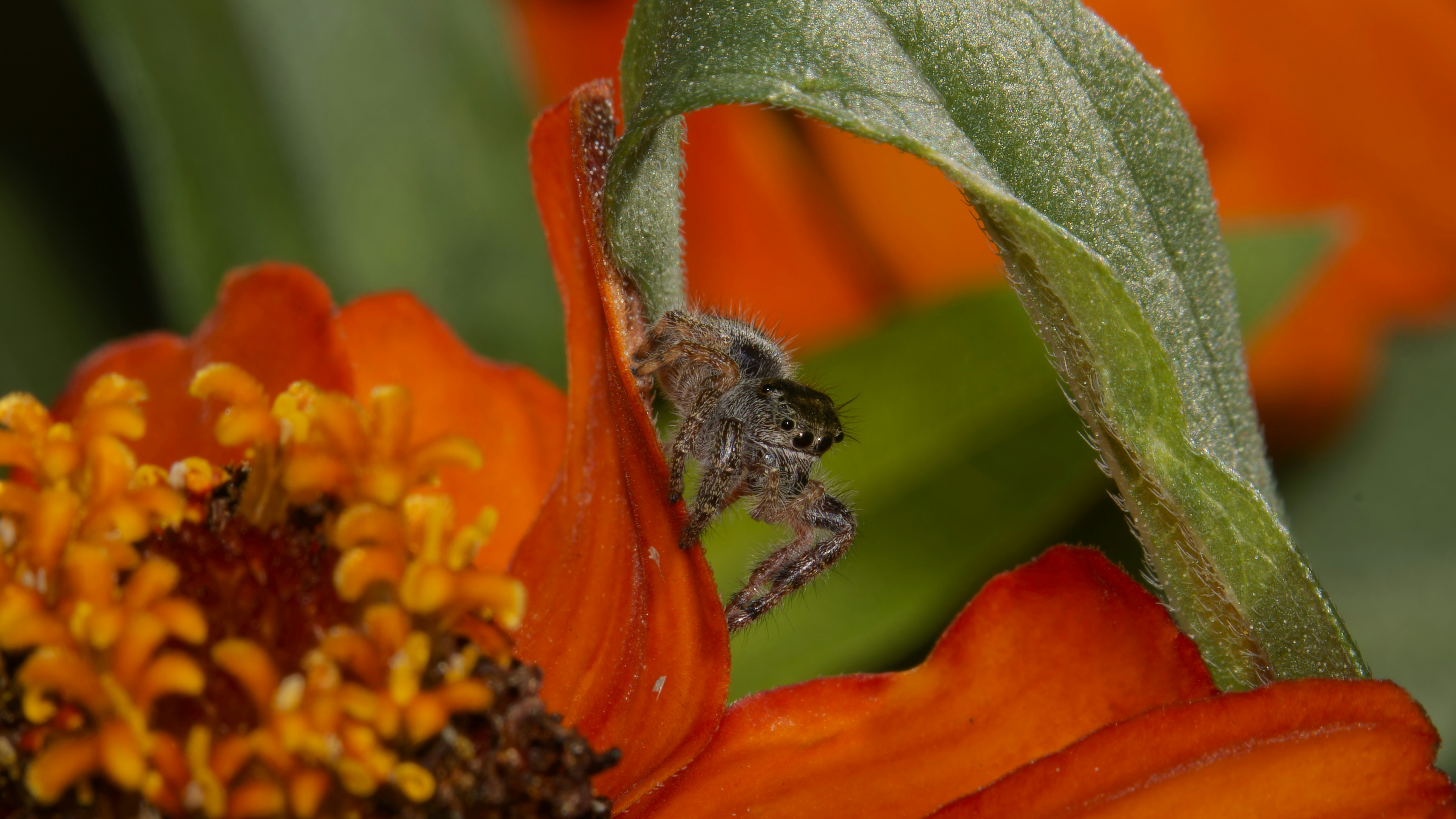 Jumping Spider