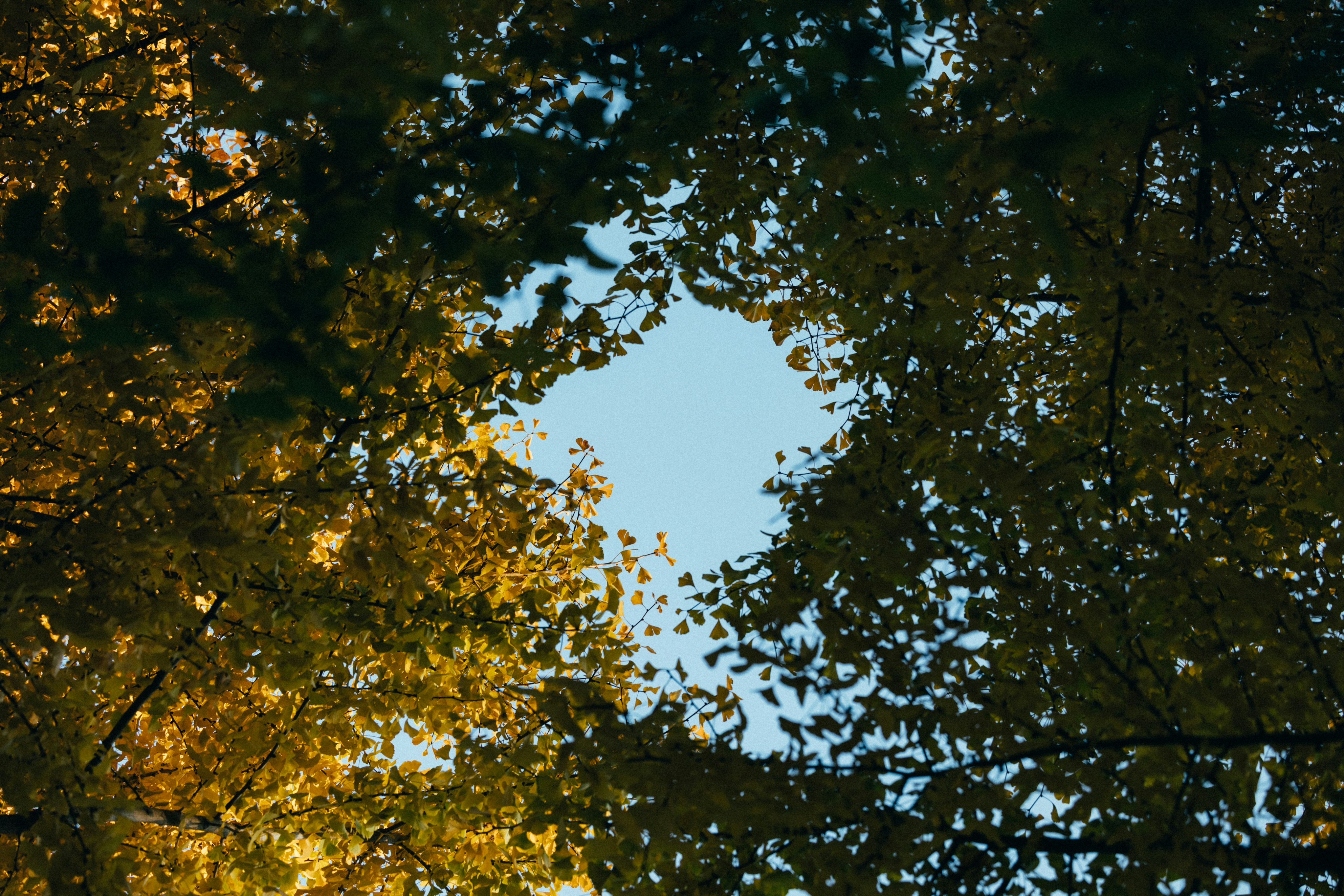 Photo by tsuyoshikozu