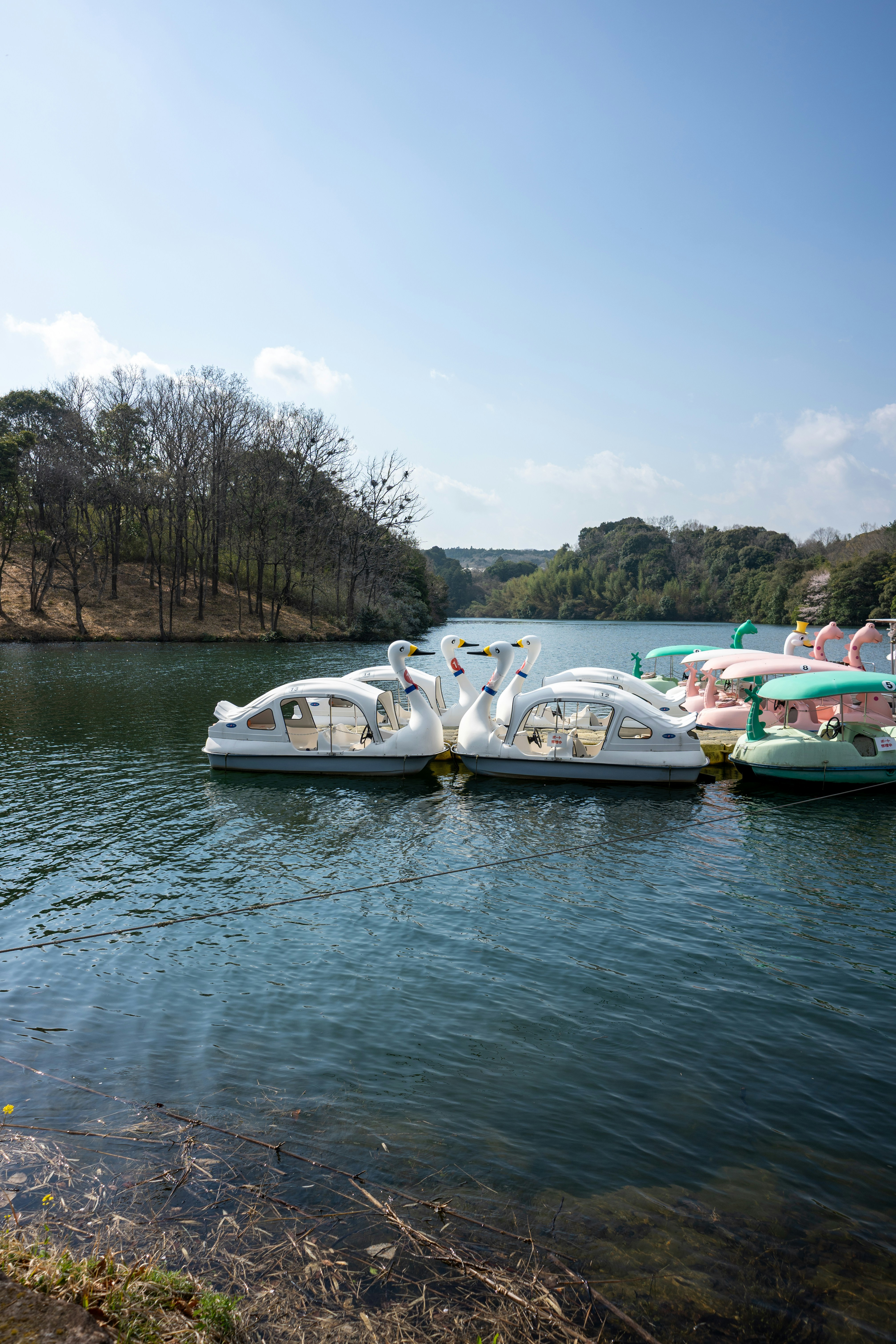 Swan boats moored at a dock on a calm lake under a sunny blue sky