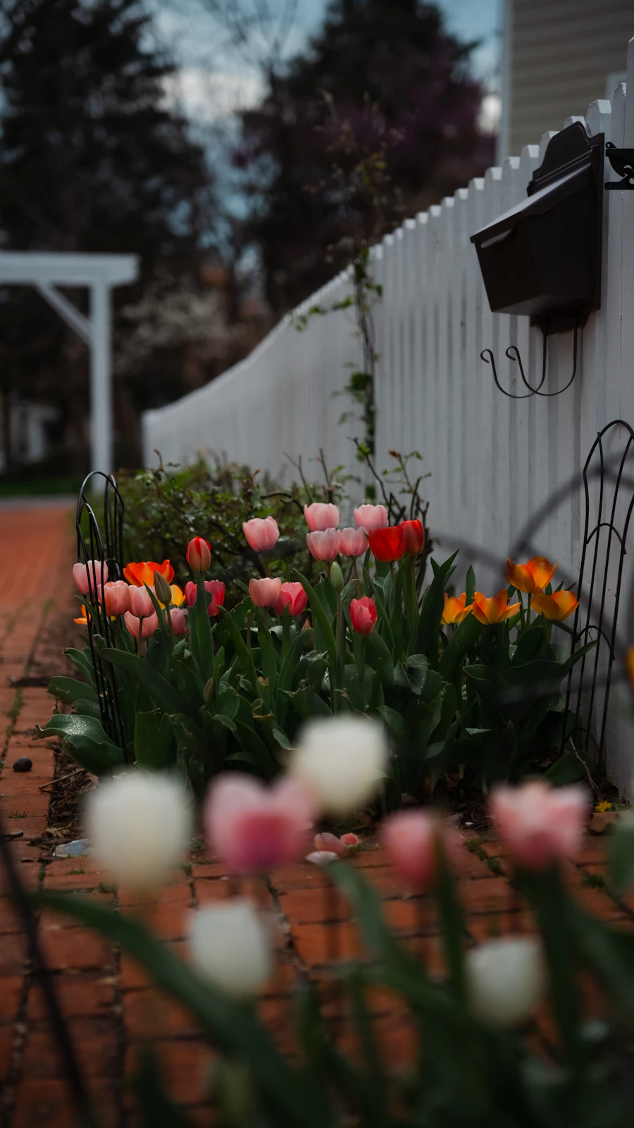 Tulipes colorées près d'une petite barrière en bois blanc