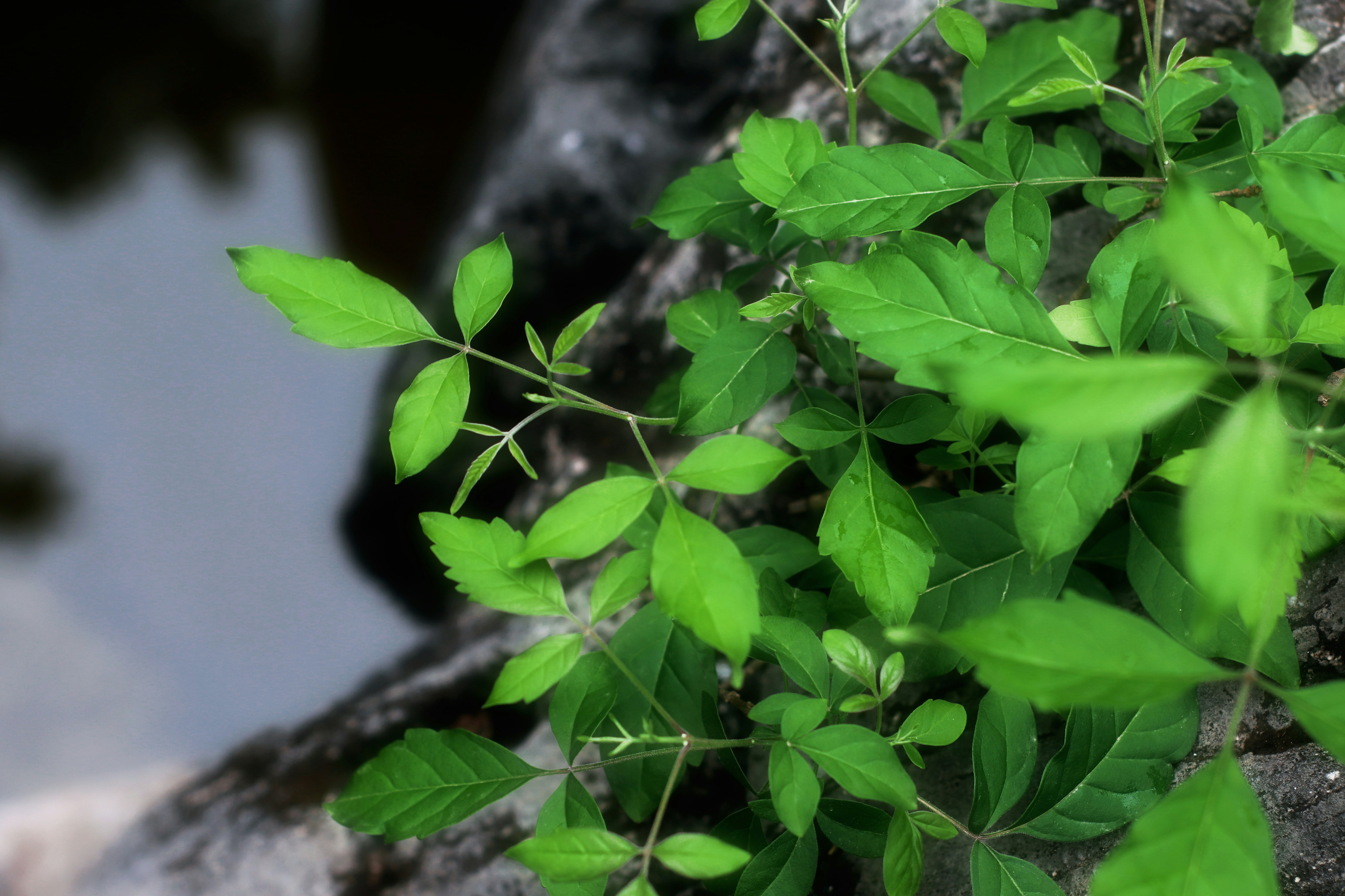 Photo by jizhidexiaohailang