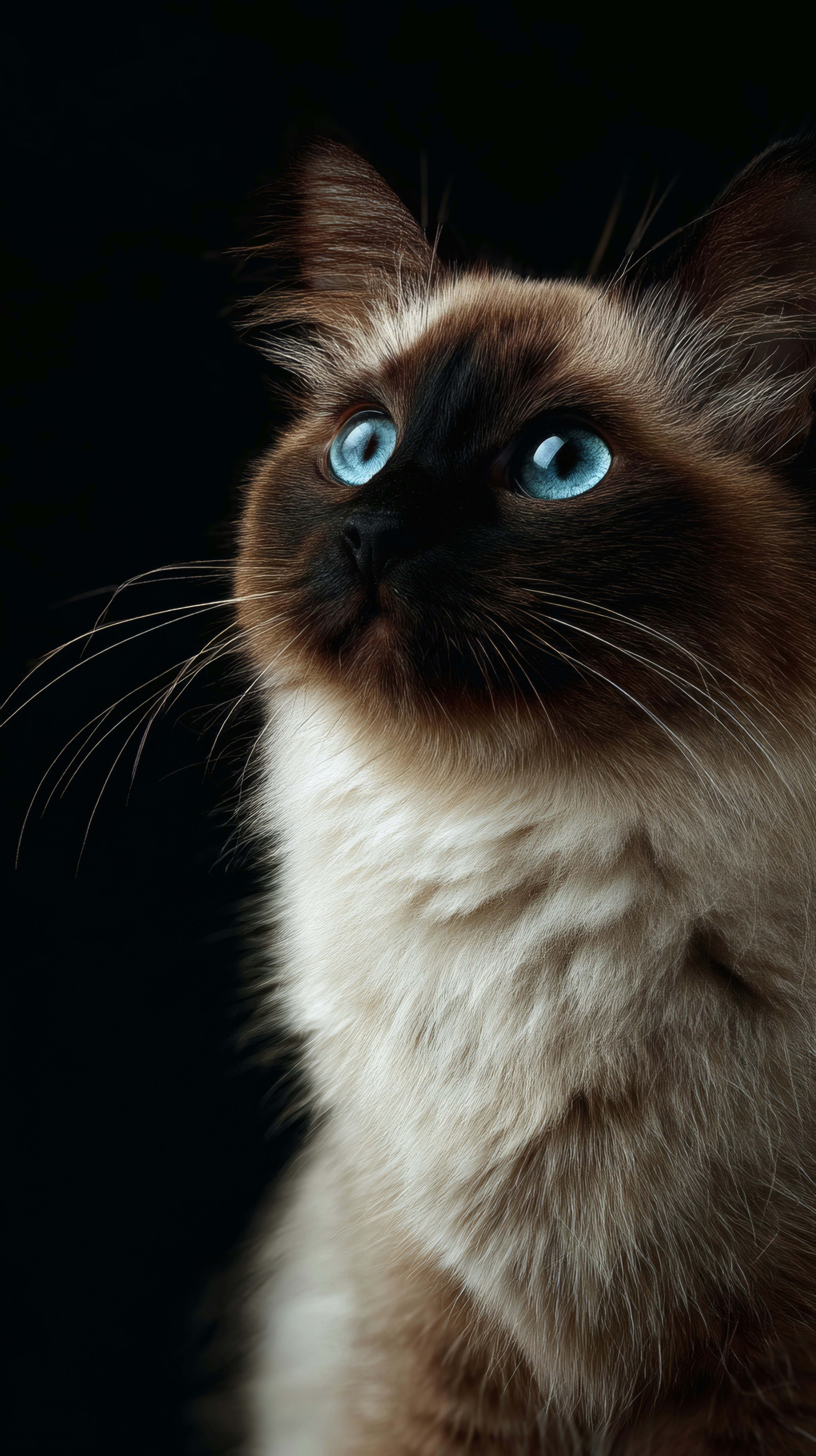 Ragdoll cat