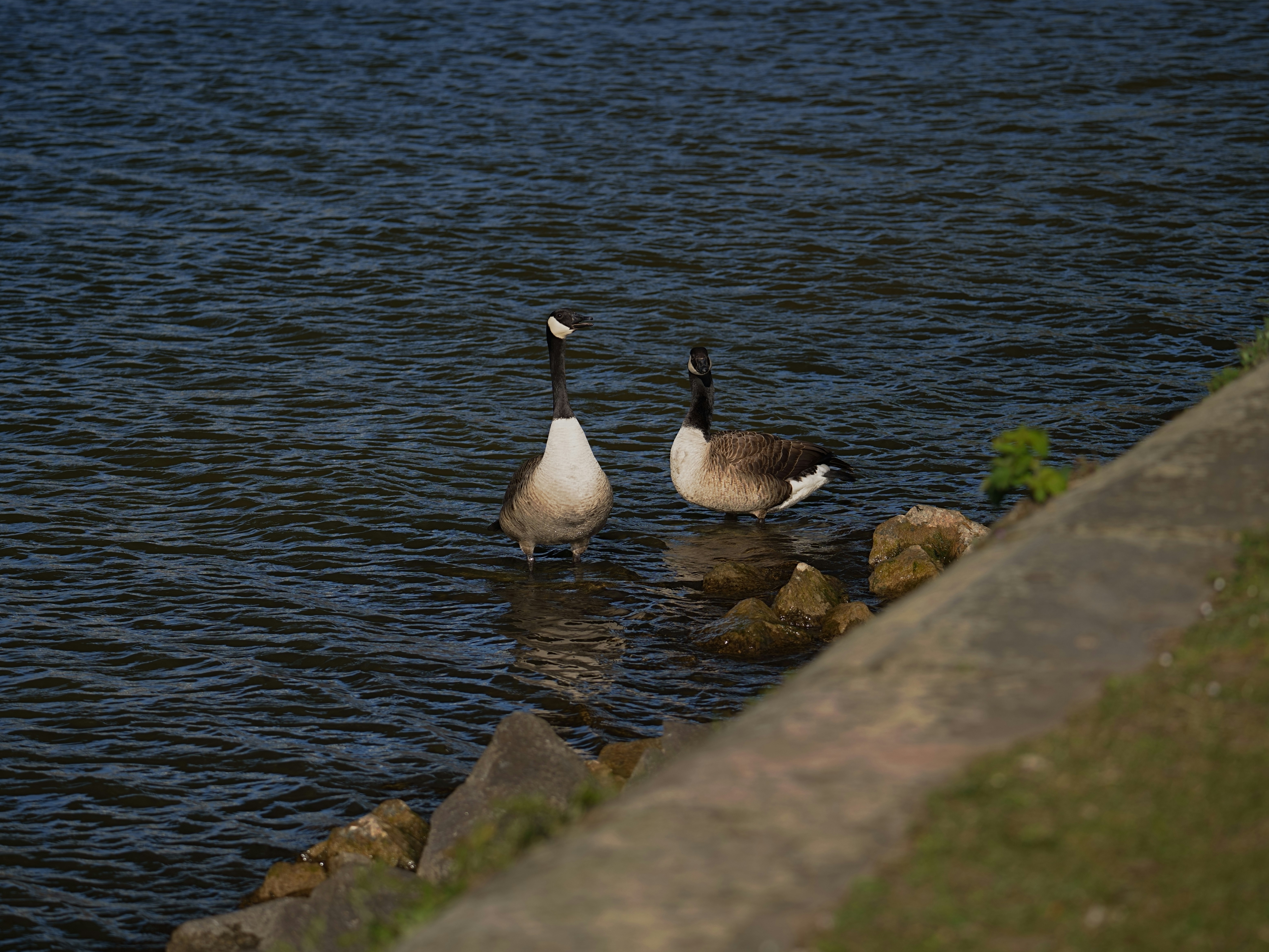 Two geese stand in the water near a shore.