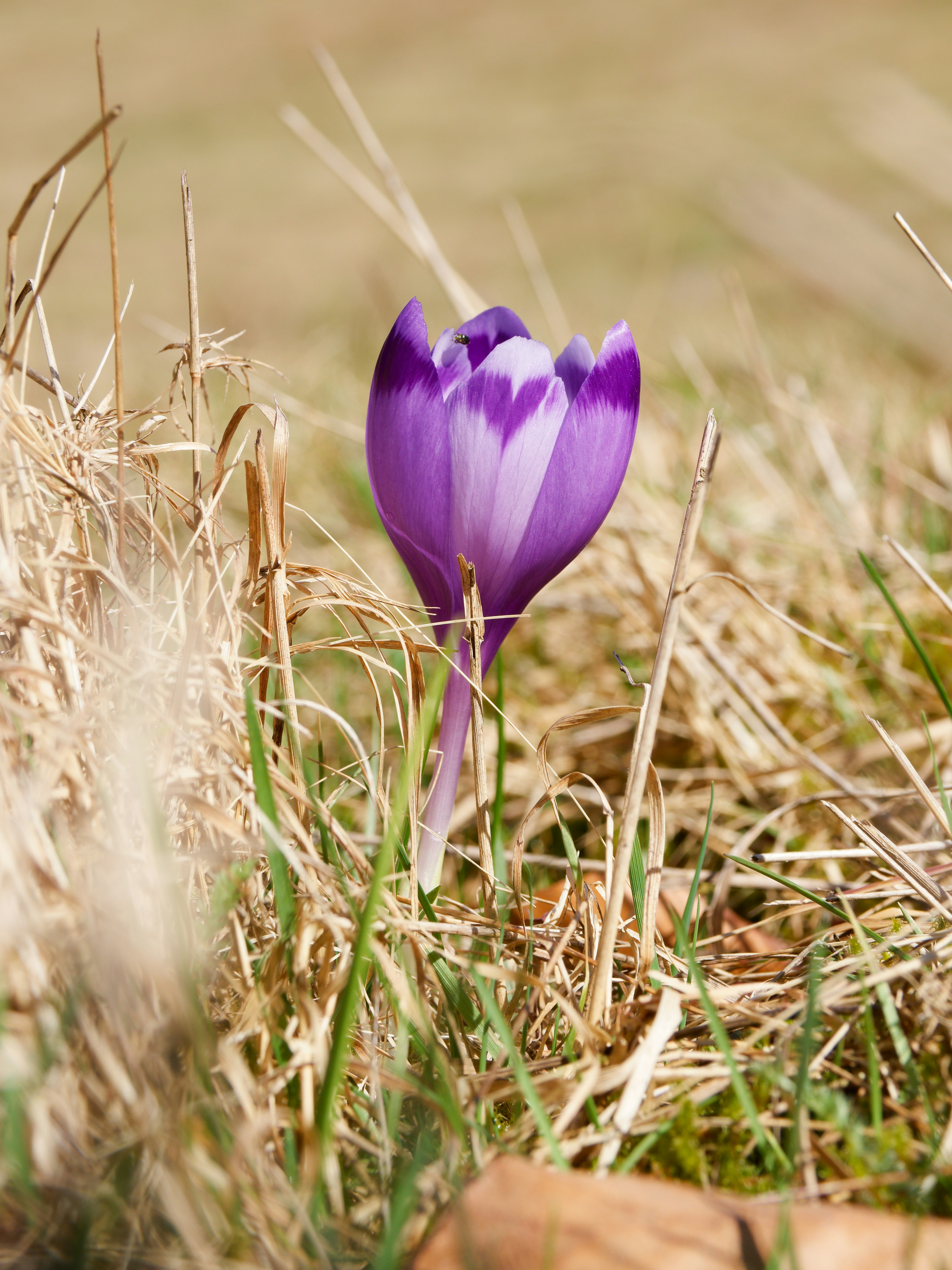 Photo by illes_cristi