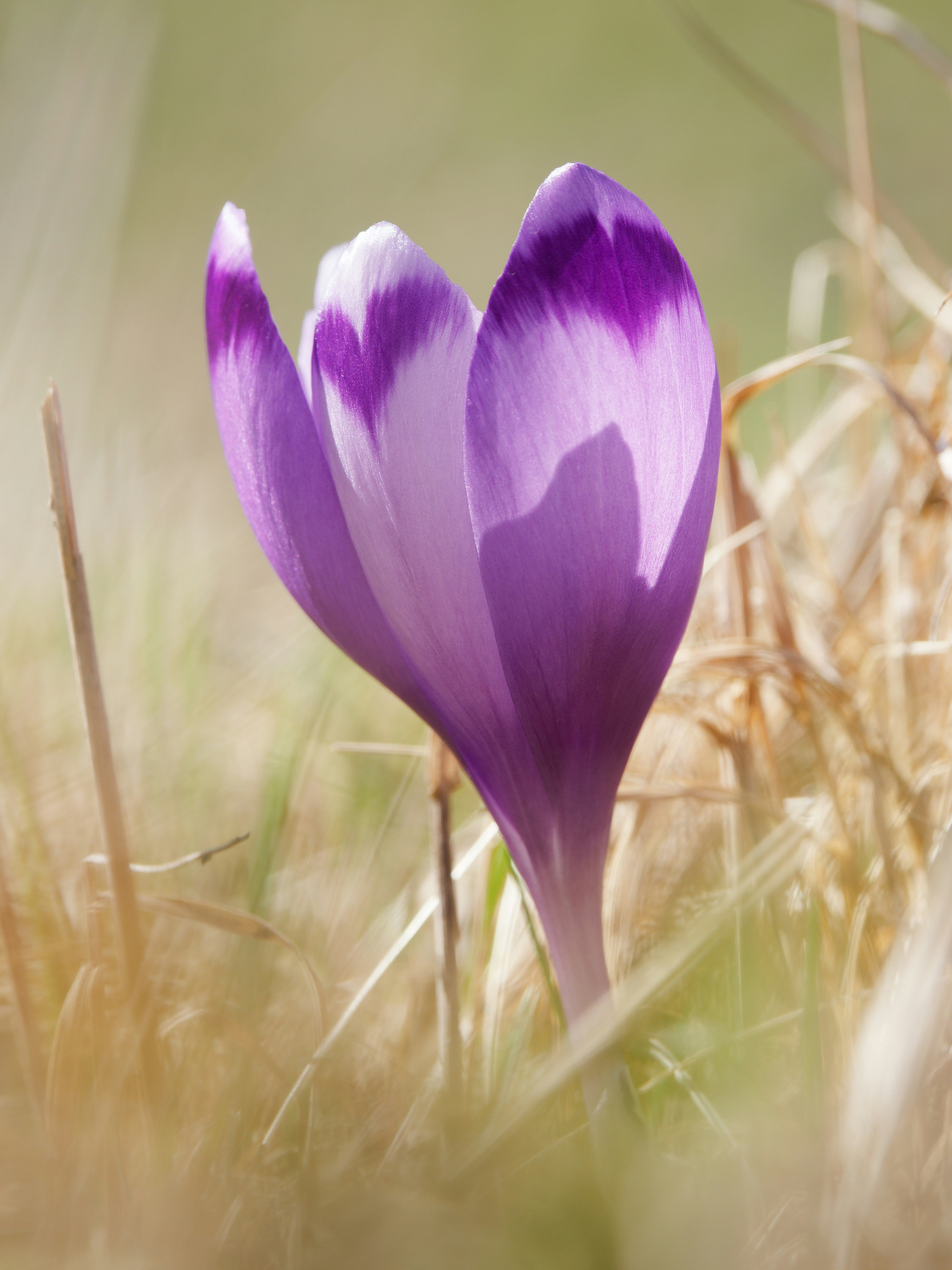 Photo by illes_cristi