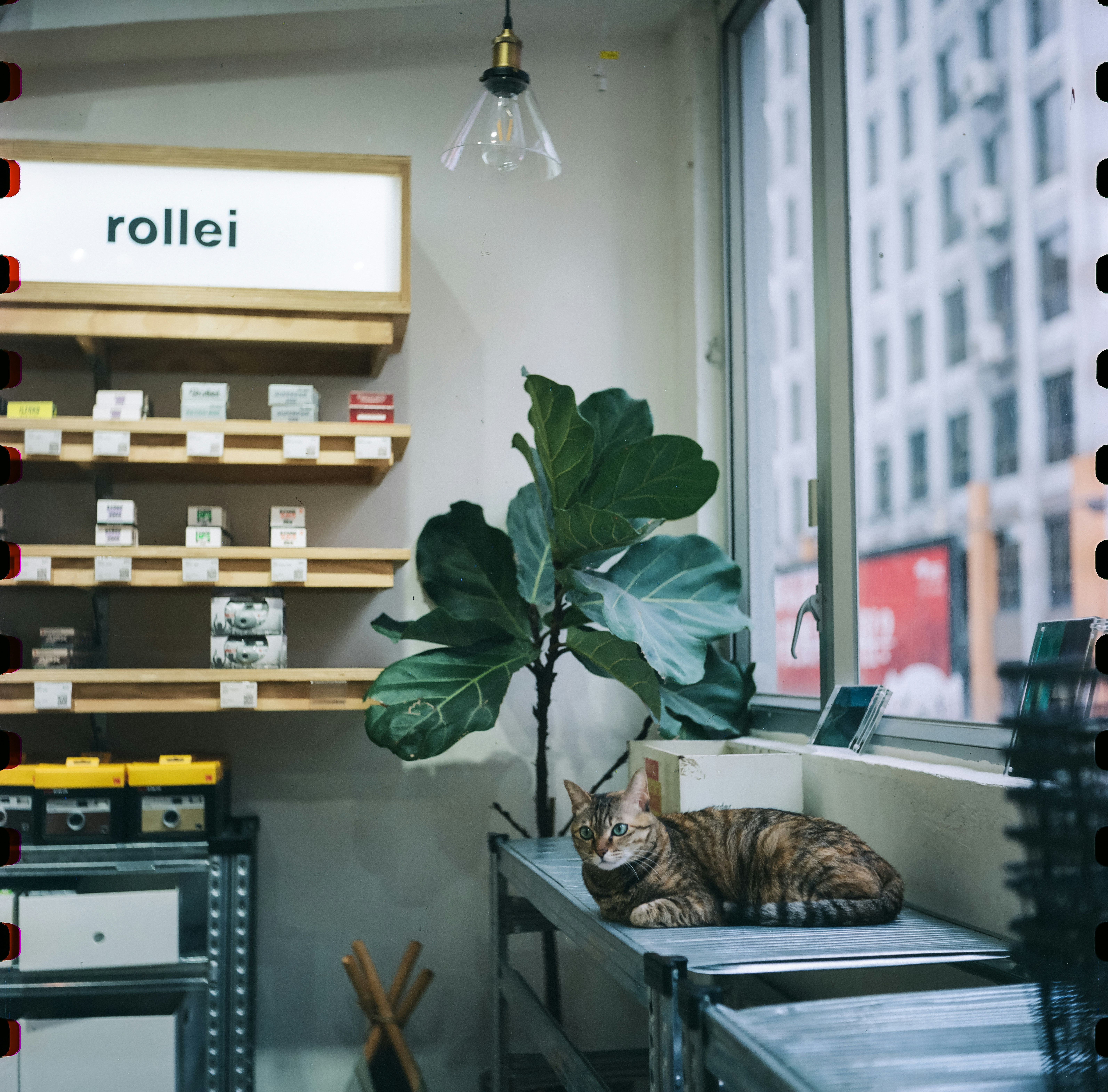 A cat relaxes inside a shop with film.