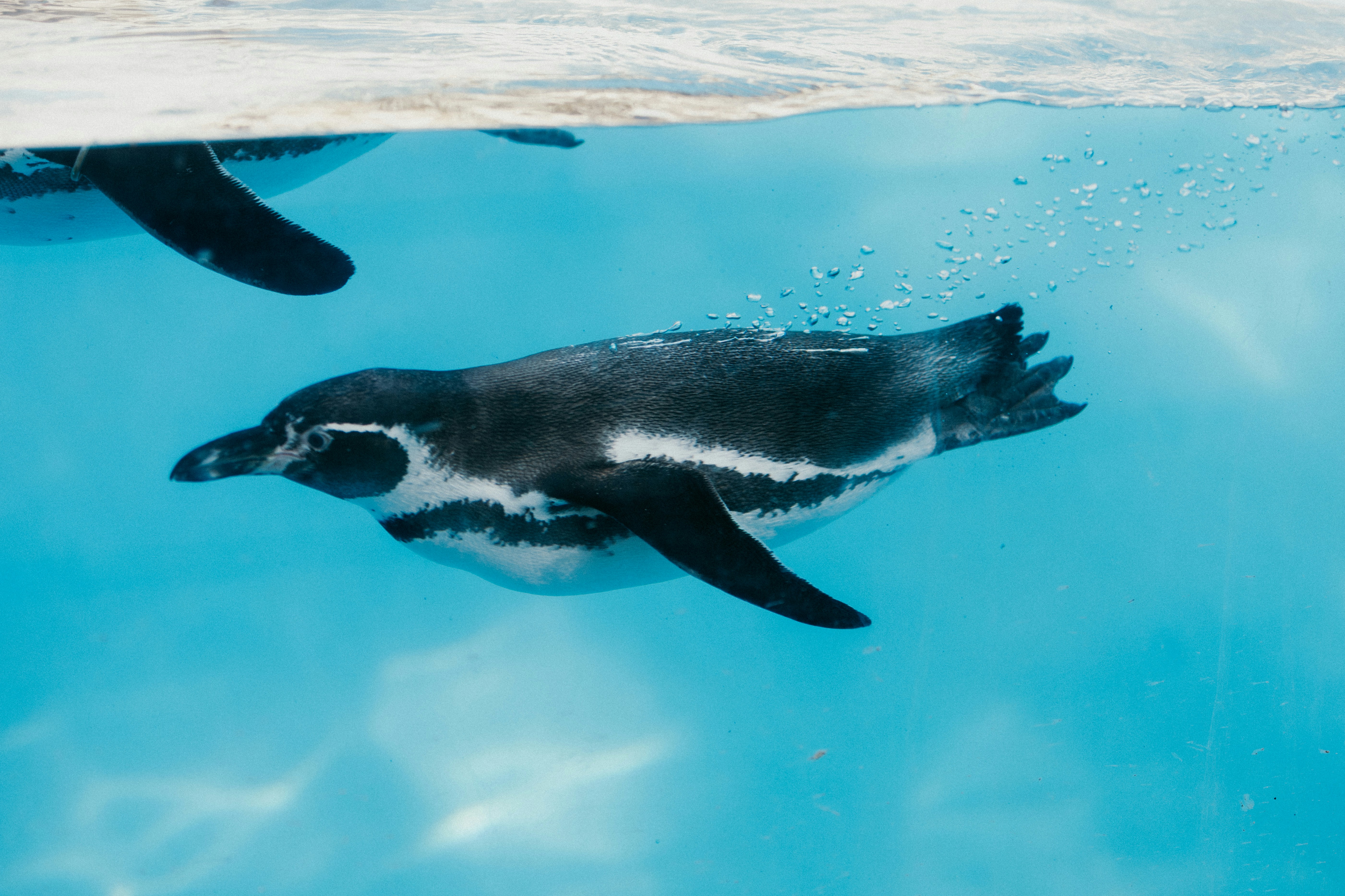 A penguin swims gracefully underwater.