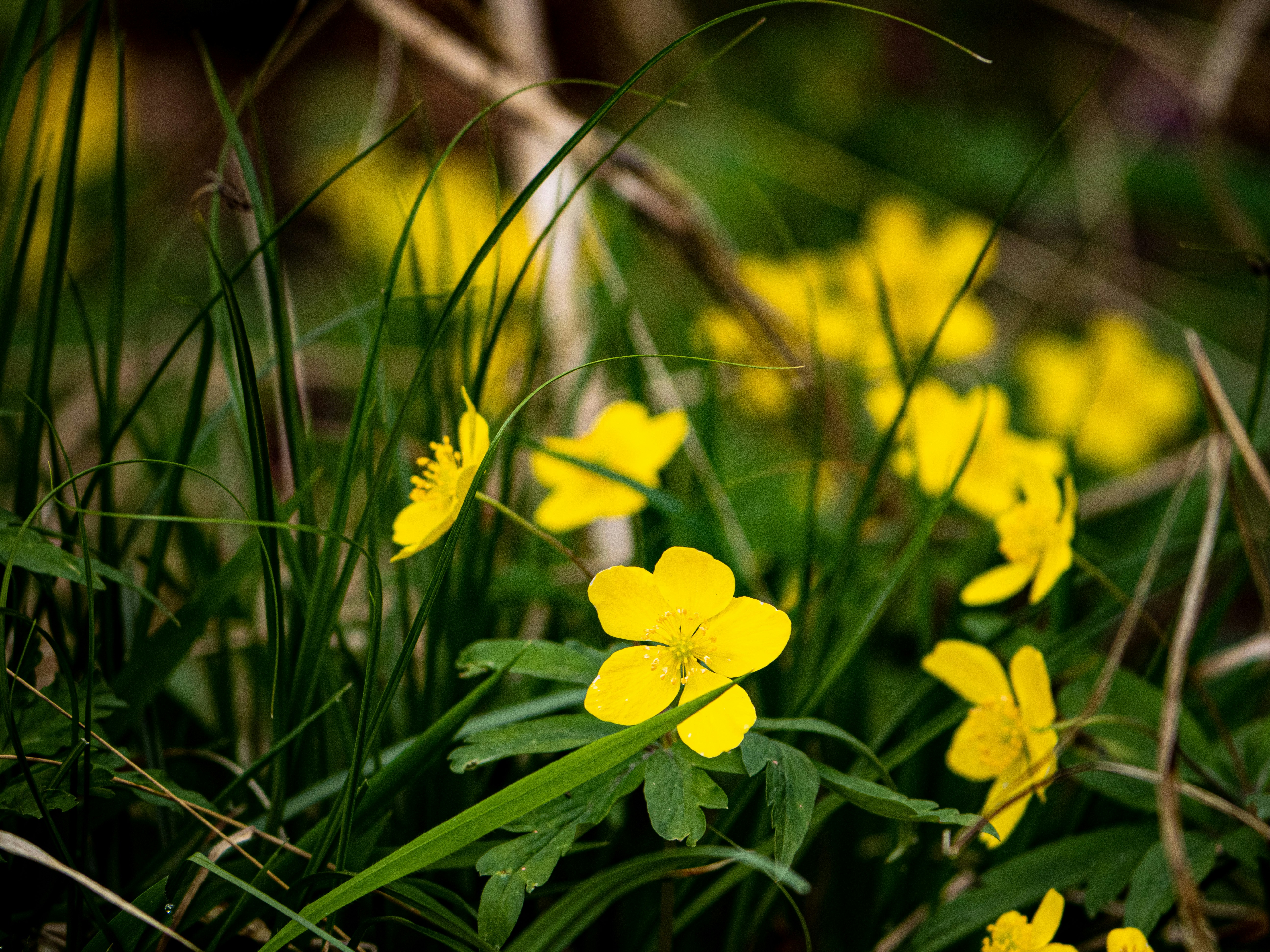 Photo by gopitri_prem