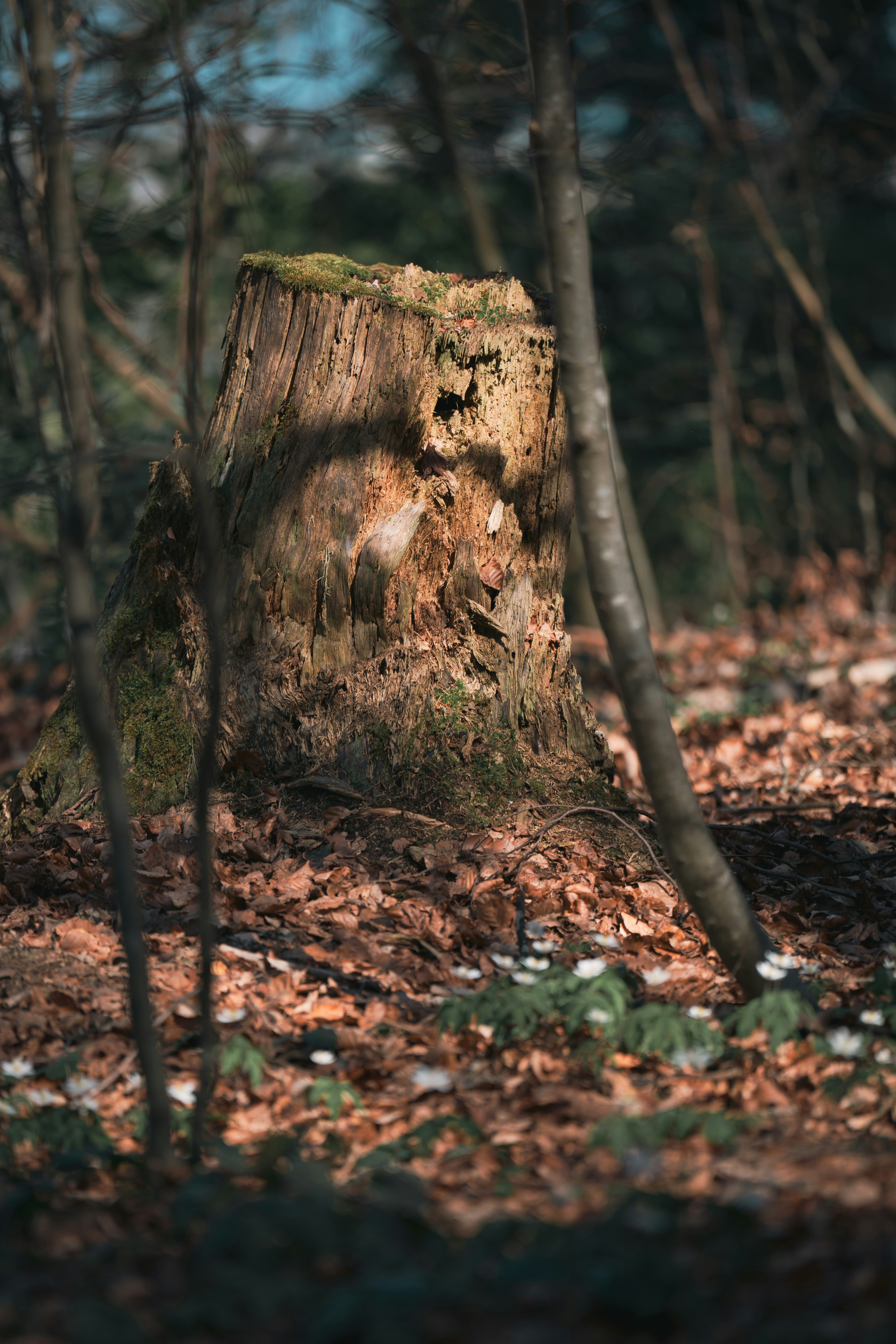 Photo by opohmelka