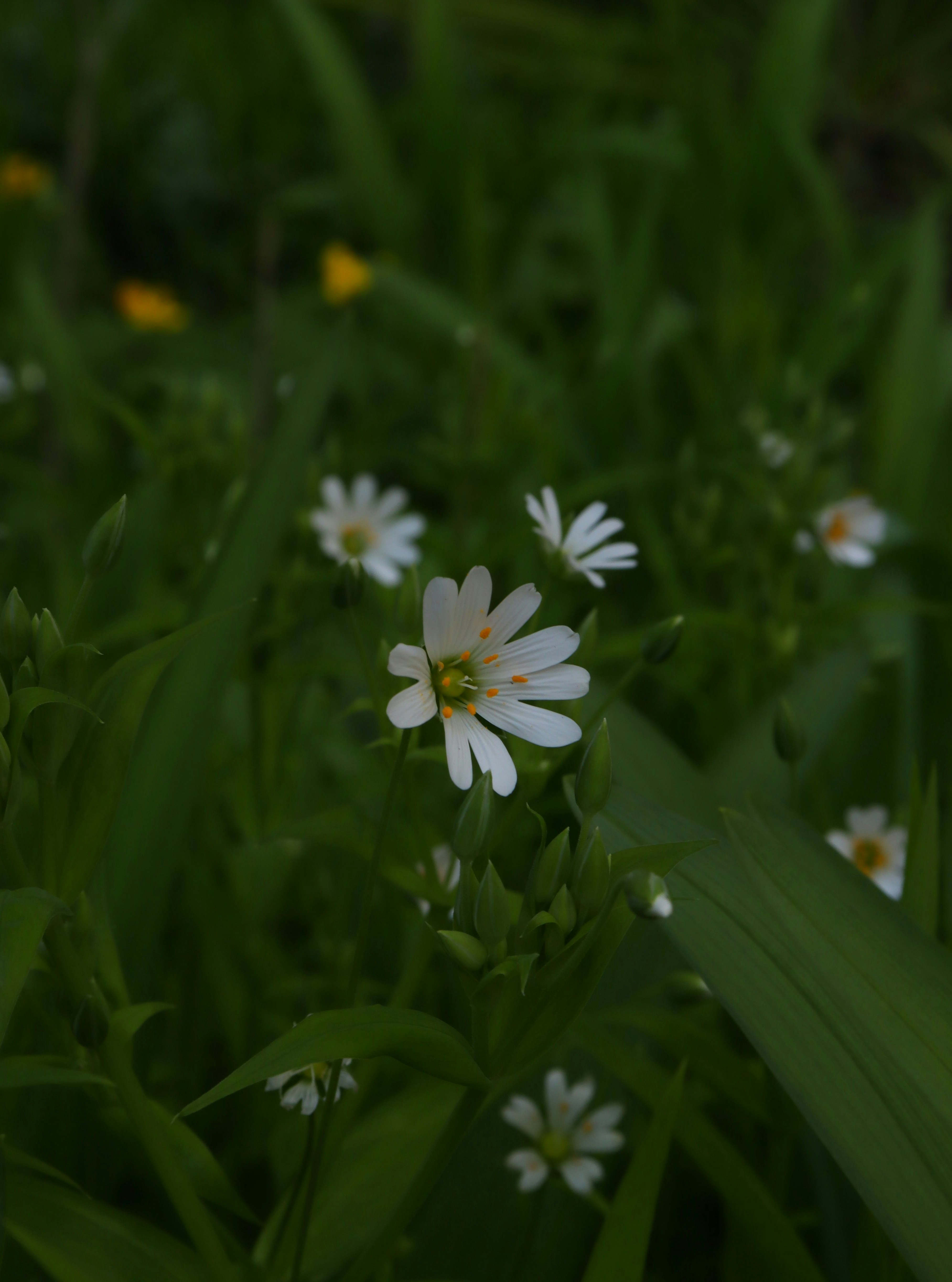 Photo by bored_mongoose