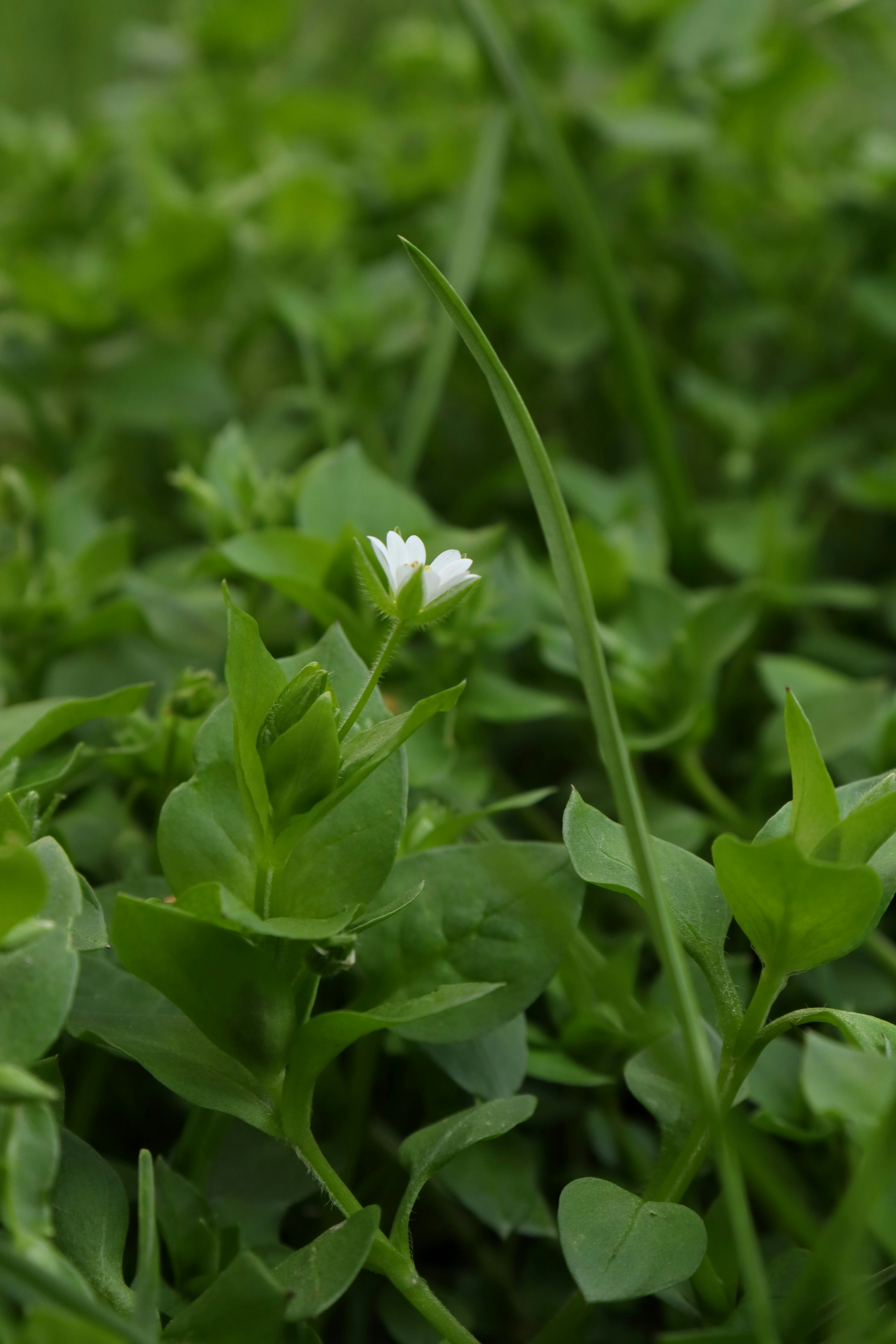 Photo by bored_mongoose