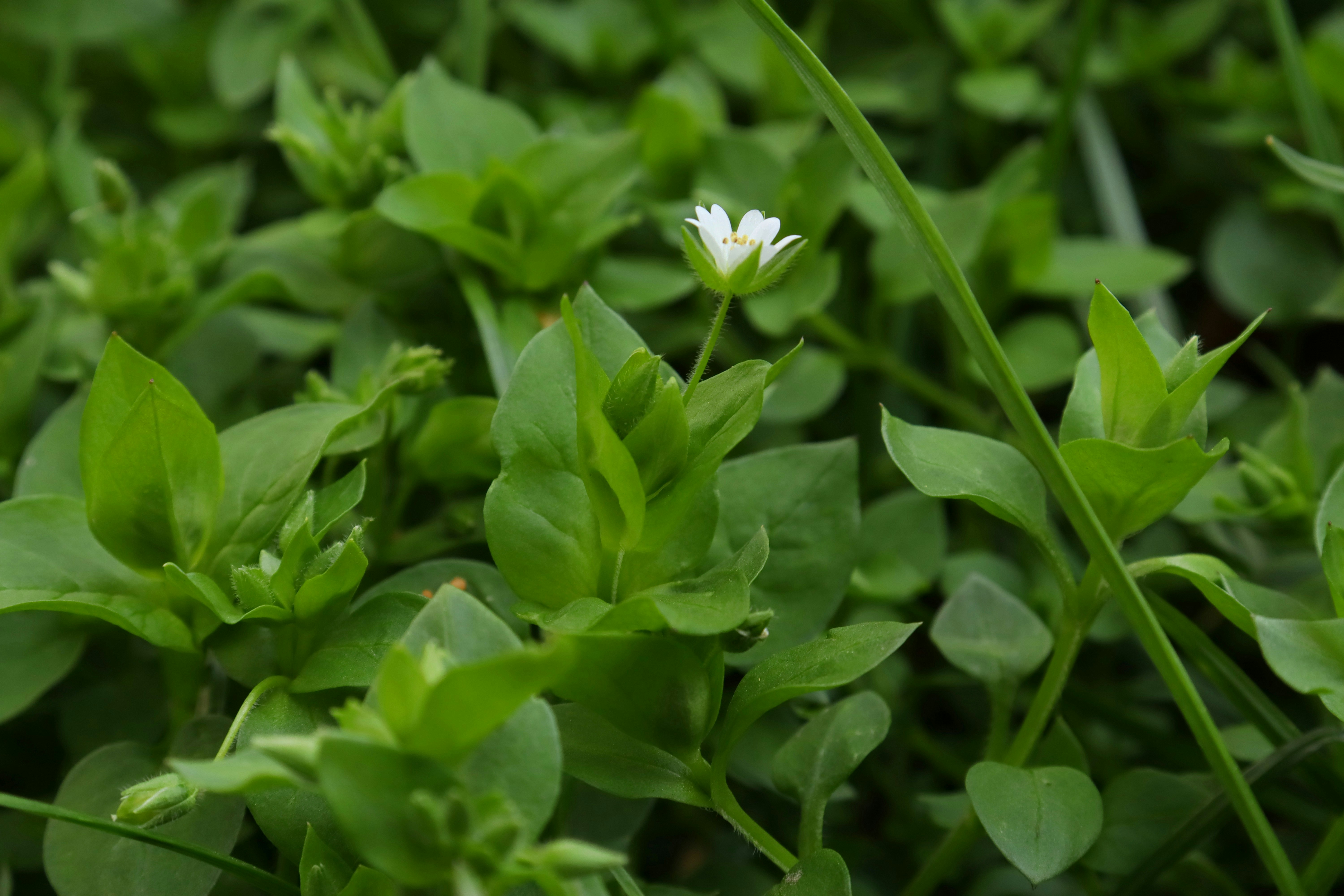 Photo by bored_mongoose